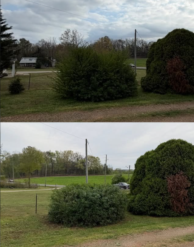 Professional bush trimming to restore shape and improve the overall landscape.