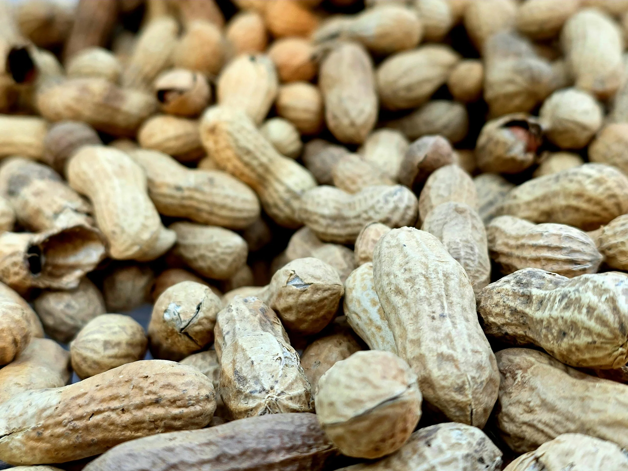 Close-up of raw peanuts in their shells.