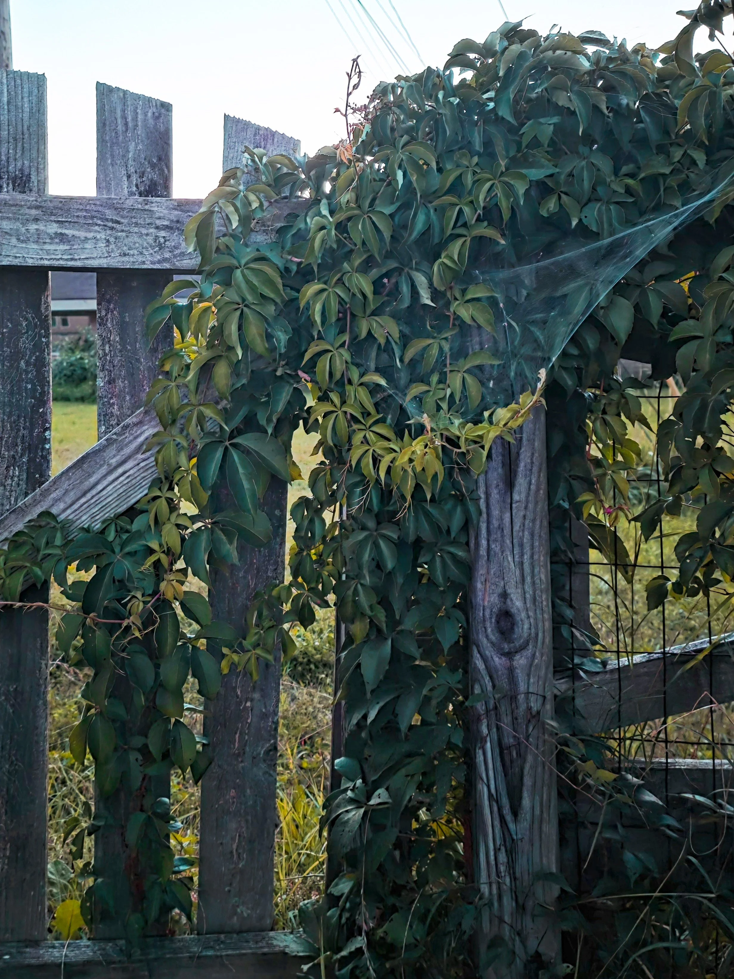 Willett Corey Botanicals Nature Growth & Decay 11.jpg
