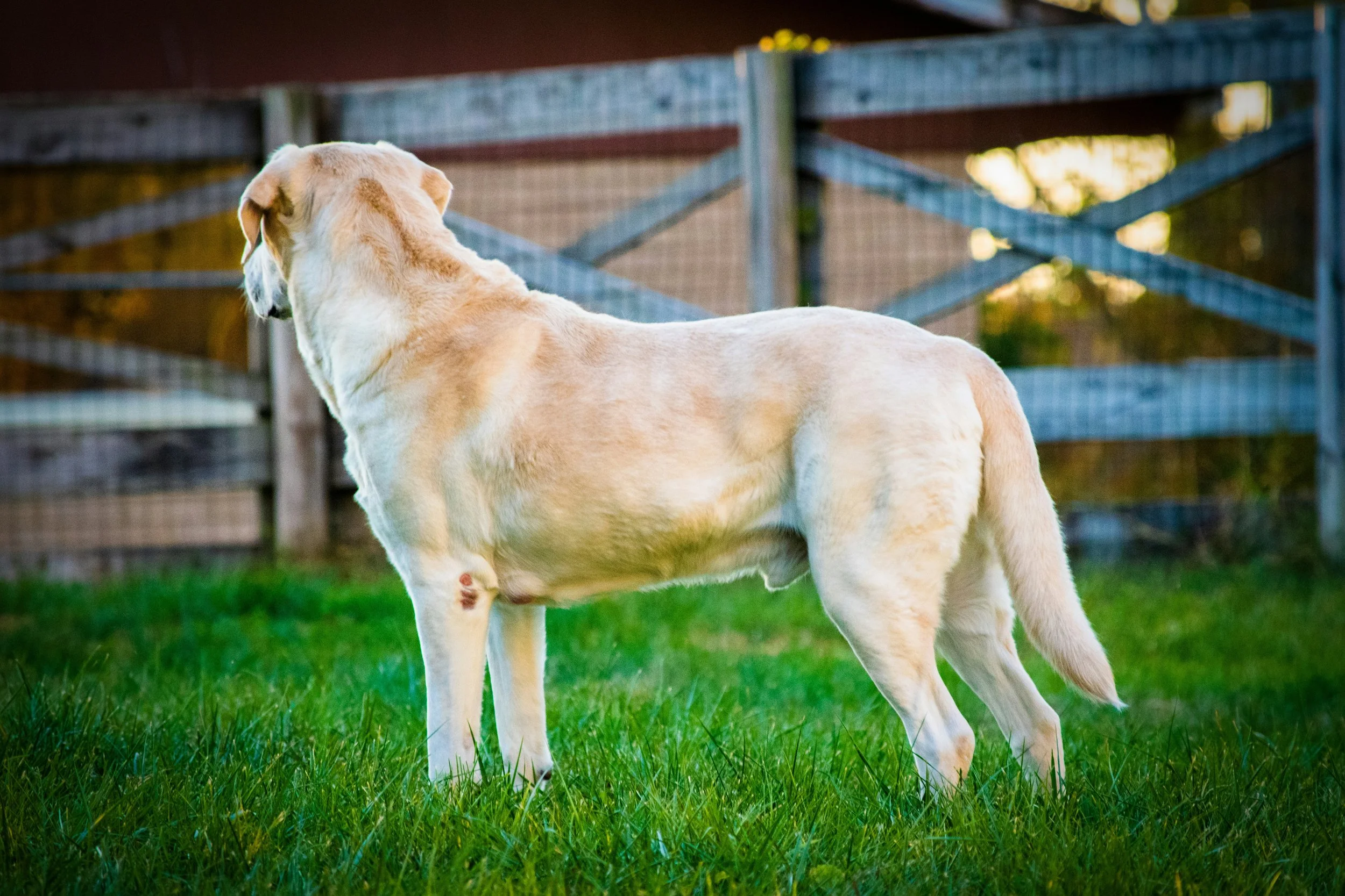 A light-colored dog standing on green grass in a fenced yard, facing away from the camera with a blurred background of a wooden fence and trees.