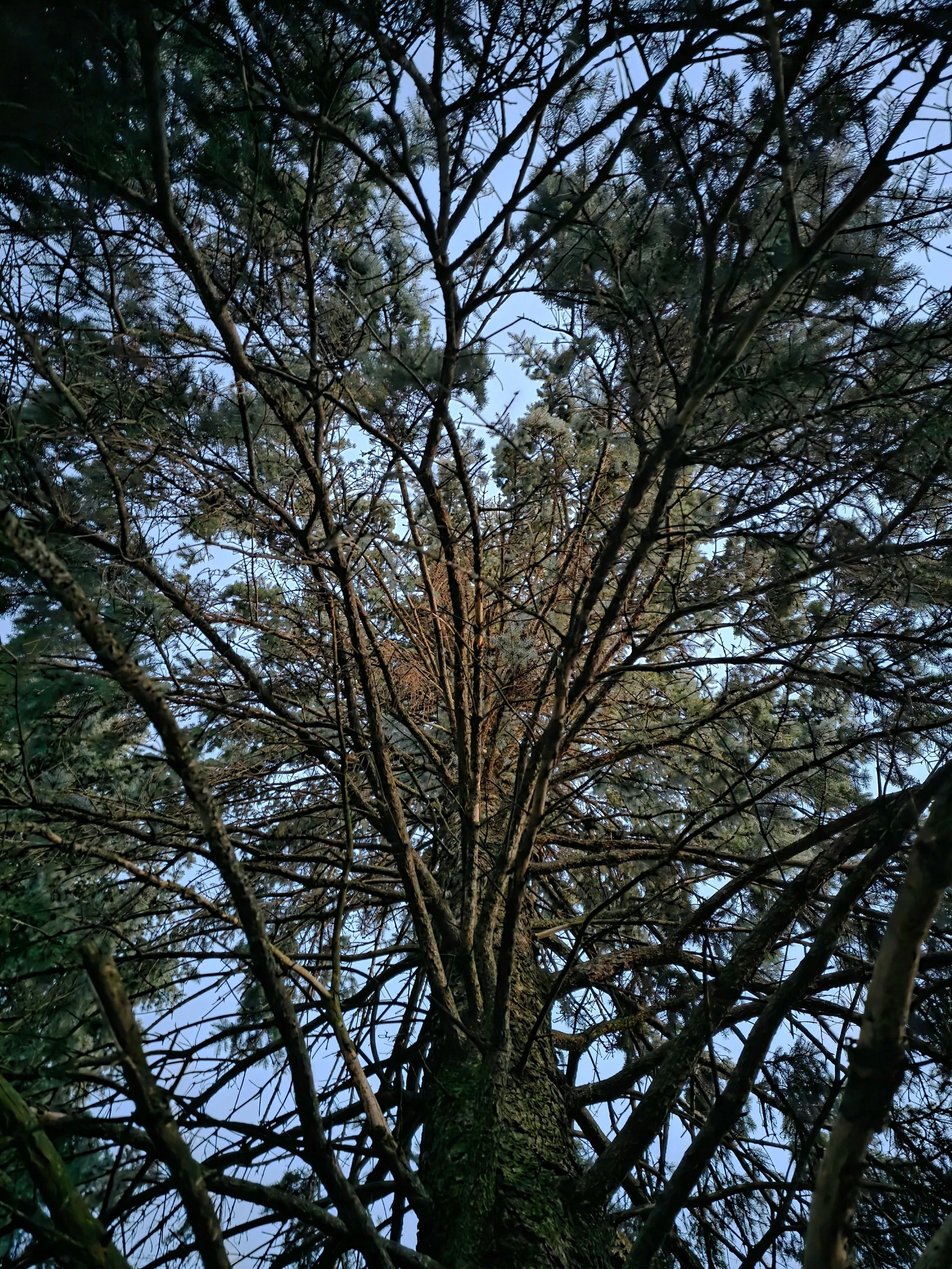 Willett Corey Botanicals Nature Growth & Decay 14.jpg
