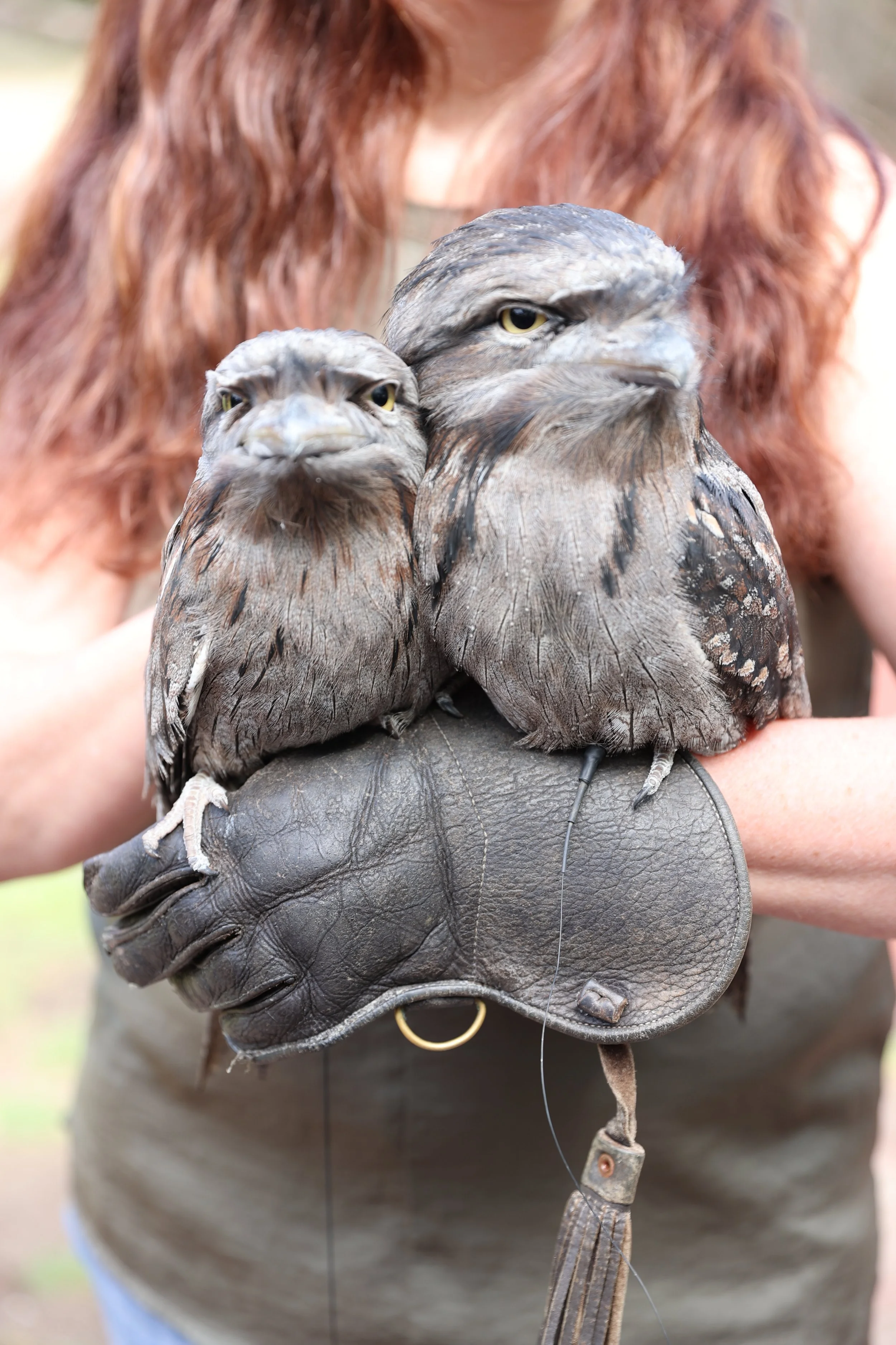 A person holding two tawny frogmouth owls on Kangaroo Island at Raptor Domain.