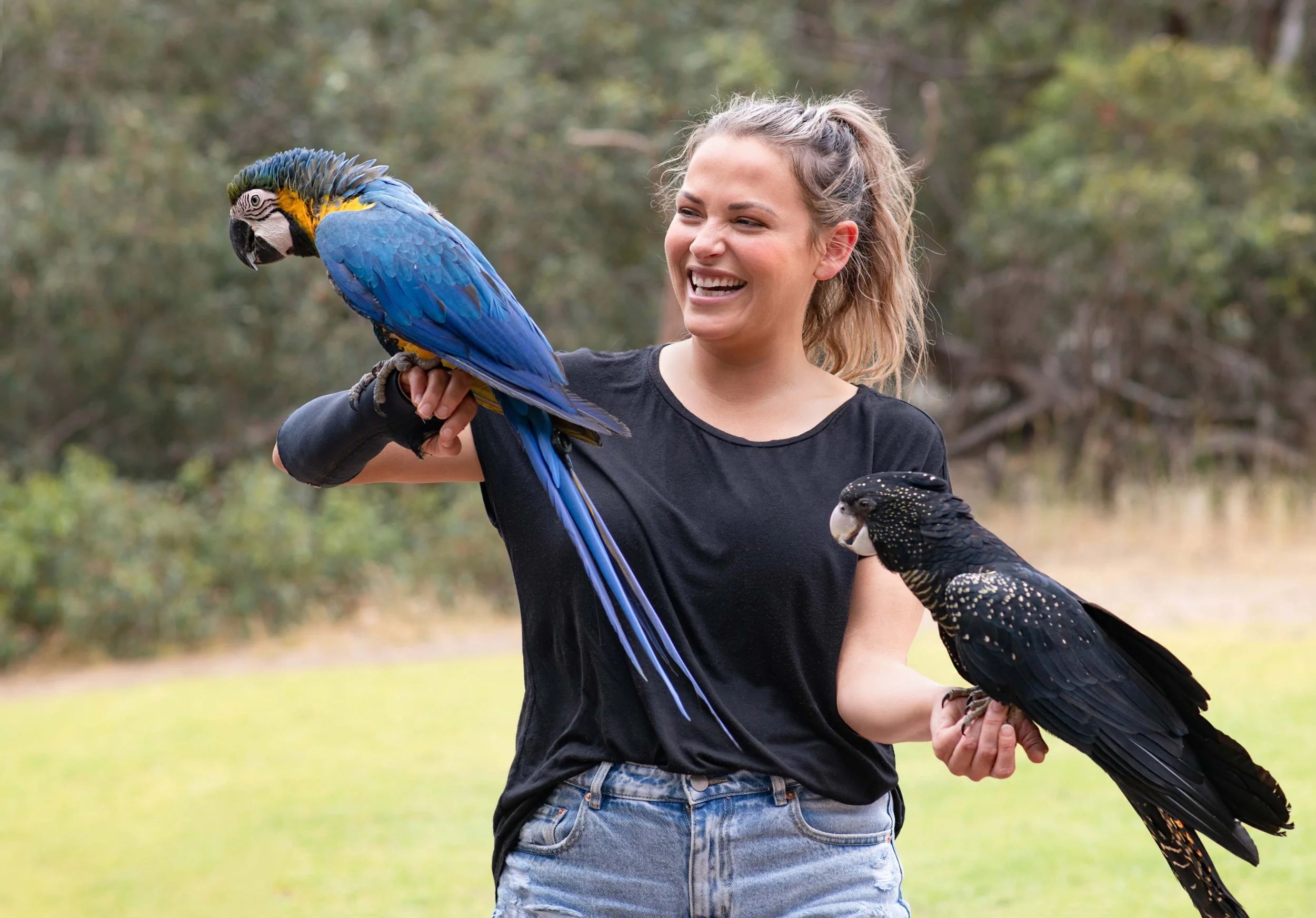 A woman is holding a blue and yellow macaw on her left arm and a black cockatoo on her right arm at Raptor Domain on Kangaroo Island in South Australia