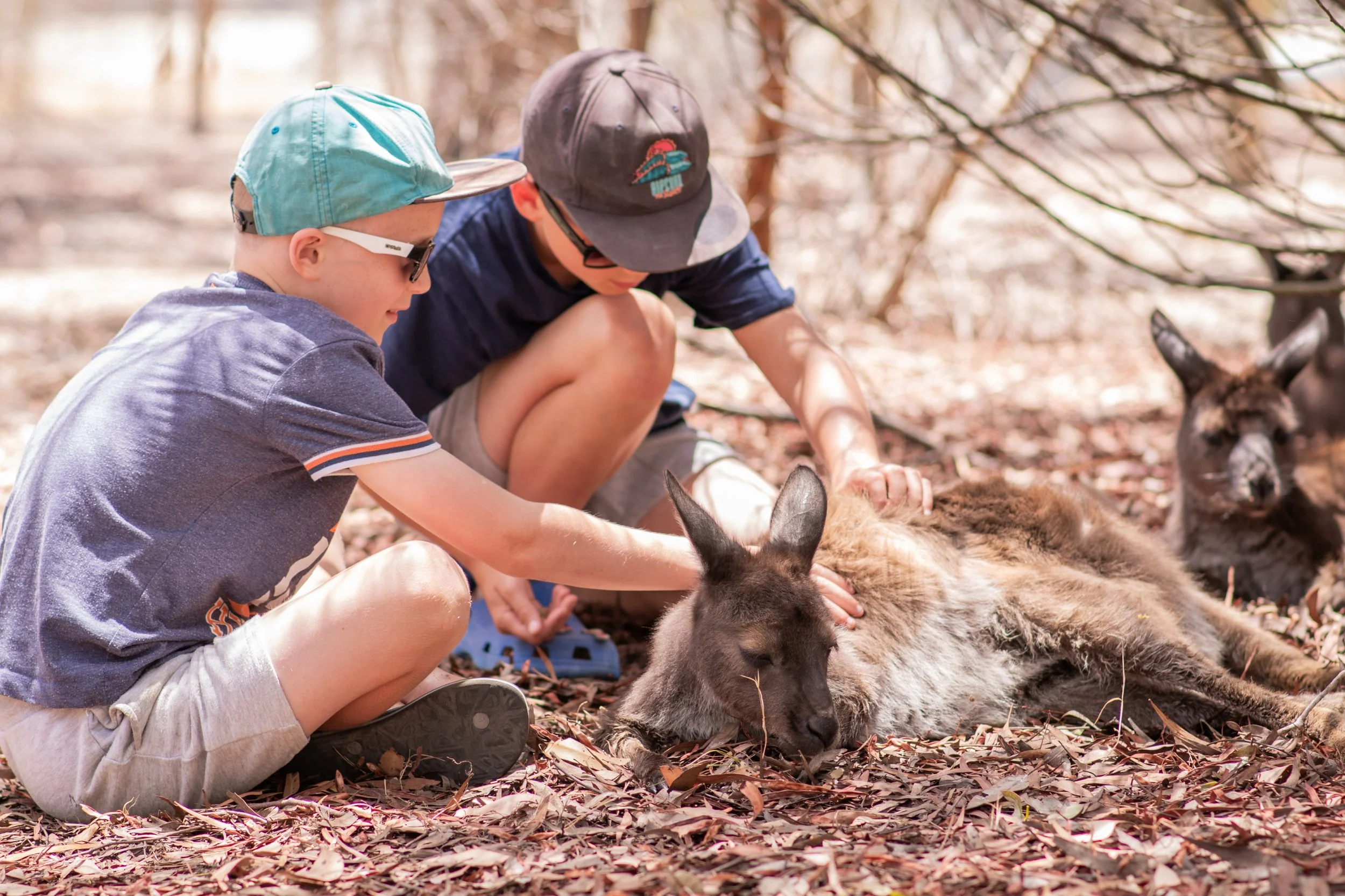 Two young boys patting a kangaroo and feeding a kangaroo at the Kangaroo Island Wildlife Park during a wildlife encounter on Kangaroo Island in South Australia