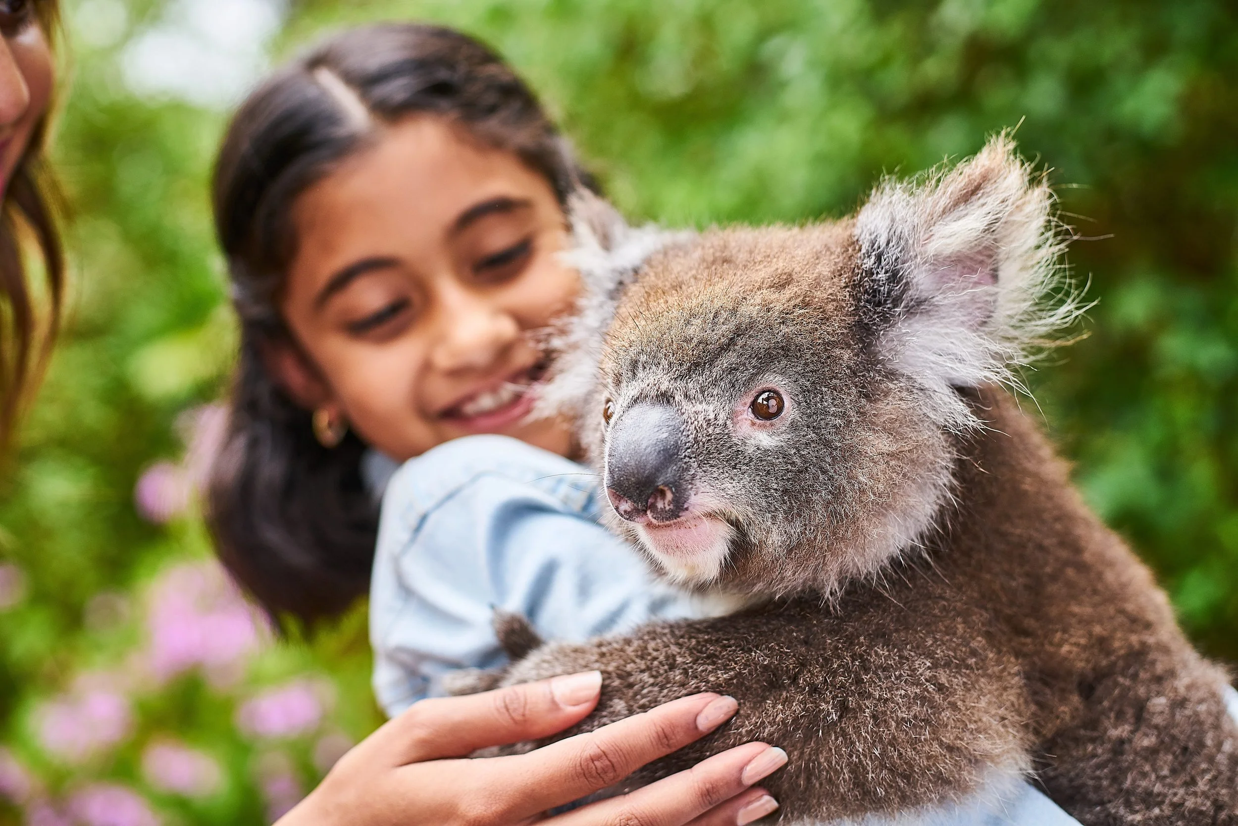 A young girl holding a koala while her mum pats a koala at the Kangaroo Island Wildlife Park during a wildlife encounter on Kangaroo Island in South Australia