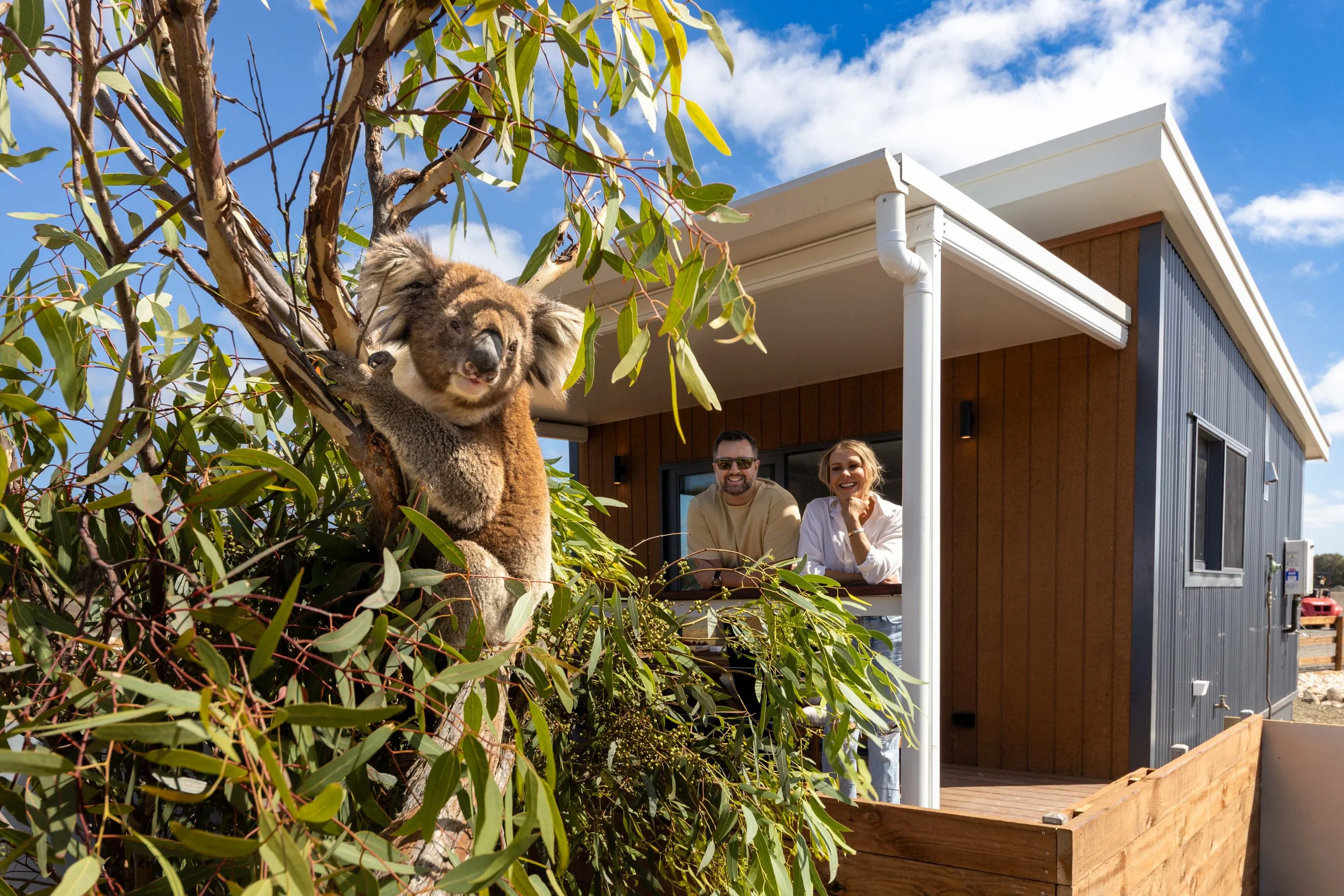 A koala sitting in the tree of its enclosure by the deck of the koala cabin accommodation on Kangaroo Island at the Kangaroo Island Koala Lodge in South Australia.