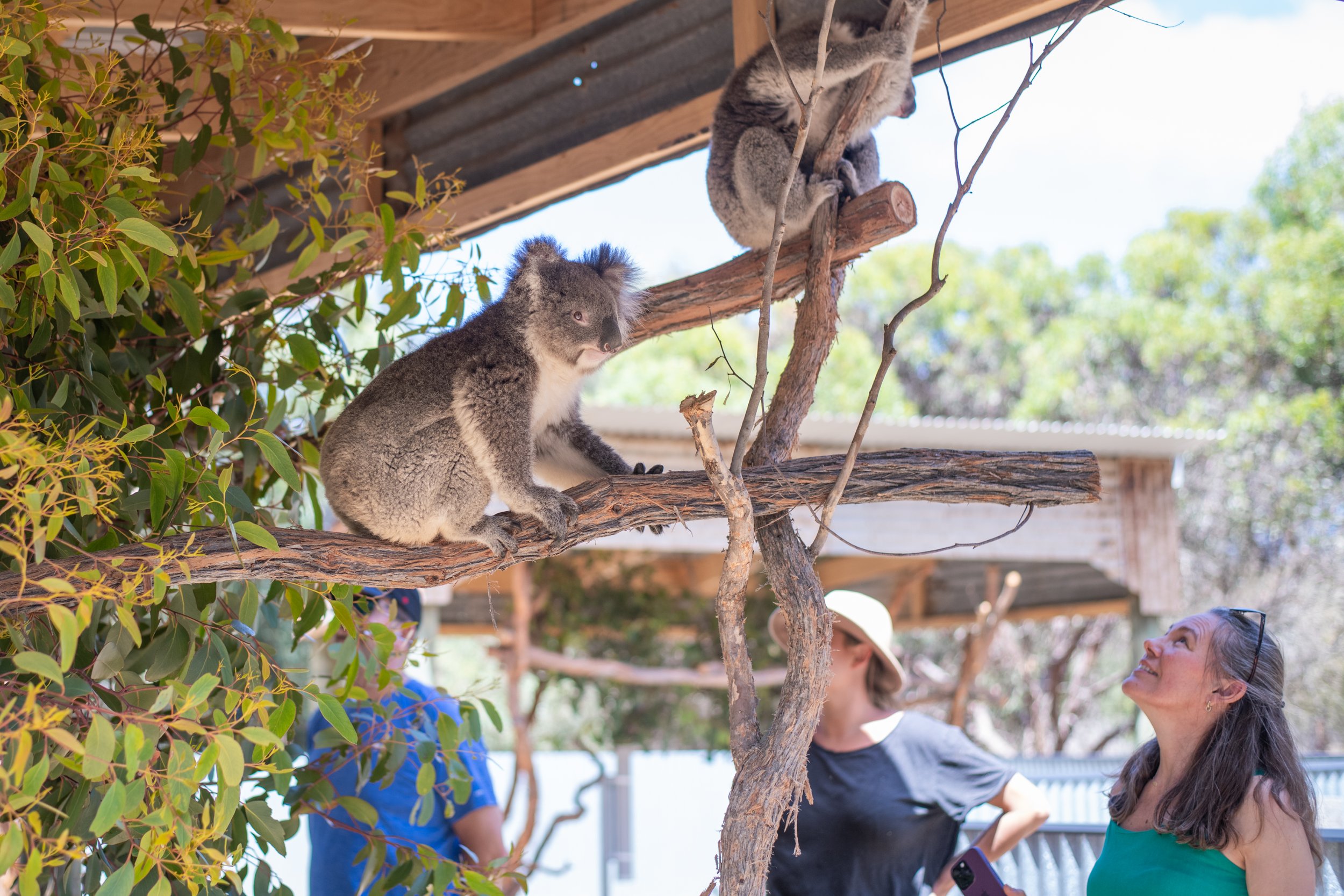 People watching a koala in a tree during the keeper talk at the Kangaroo Island Wildlife Park where they can get close and pat koalas on Kangaroo Island