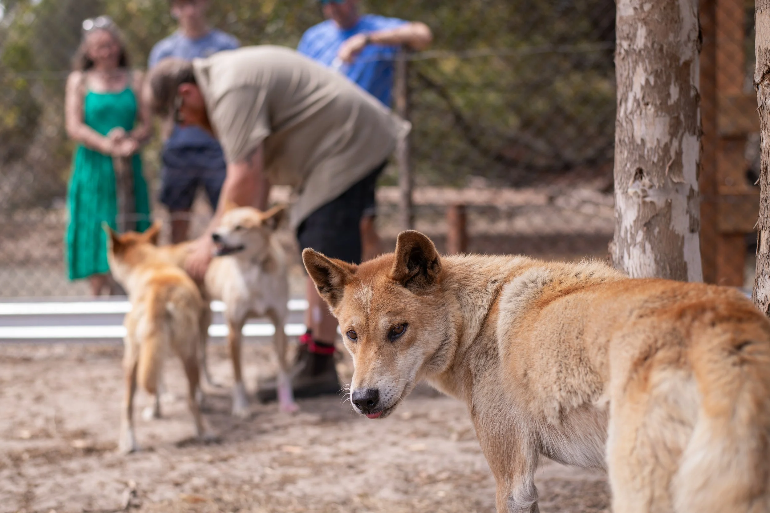 An animal keeper at the Kangaroo Island Wildlife Park feeding the dingoes during a keeper talk while guests watch from outside the enclosure