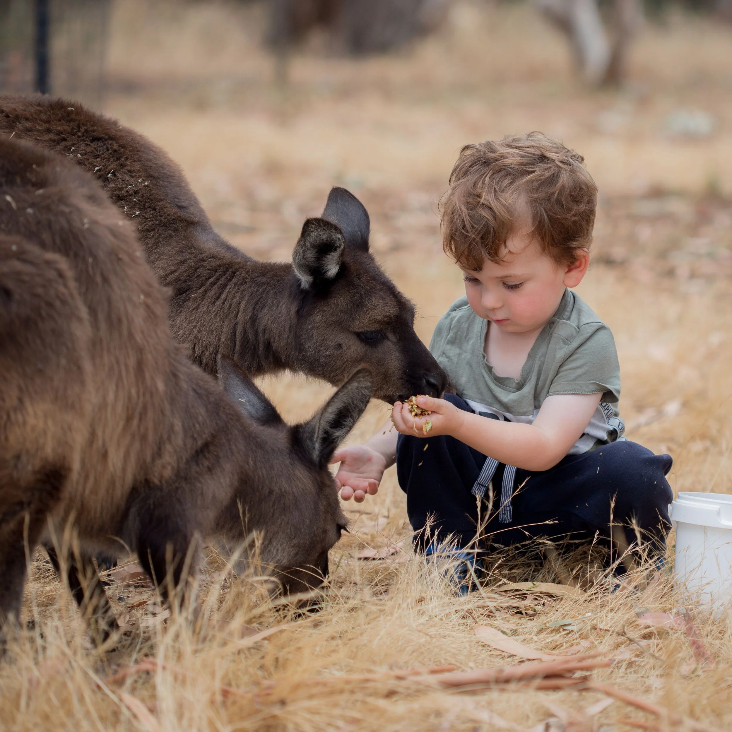 A young boy feeding kangaroo island kangaroos at the Kangaroo Island Wildlife Park in South Australia