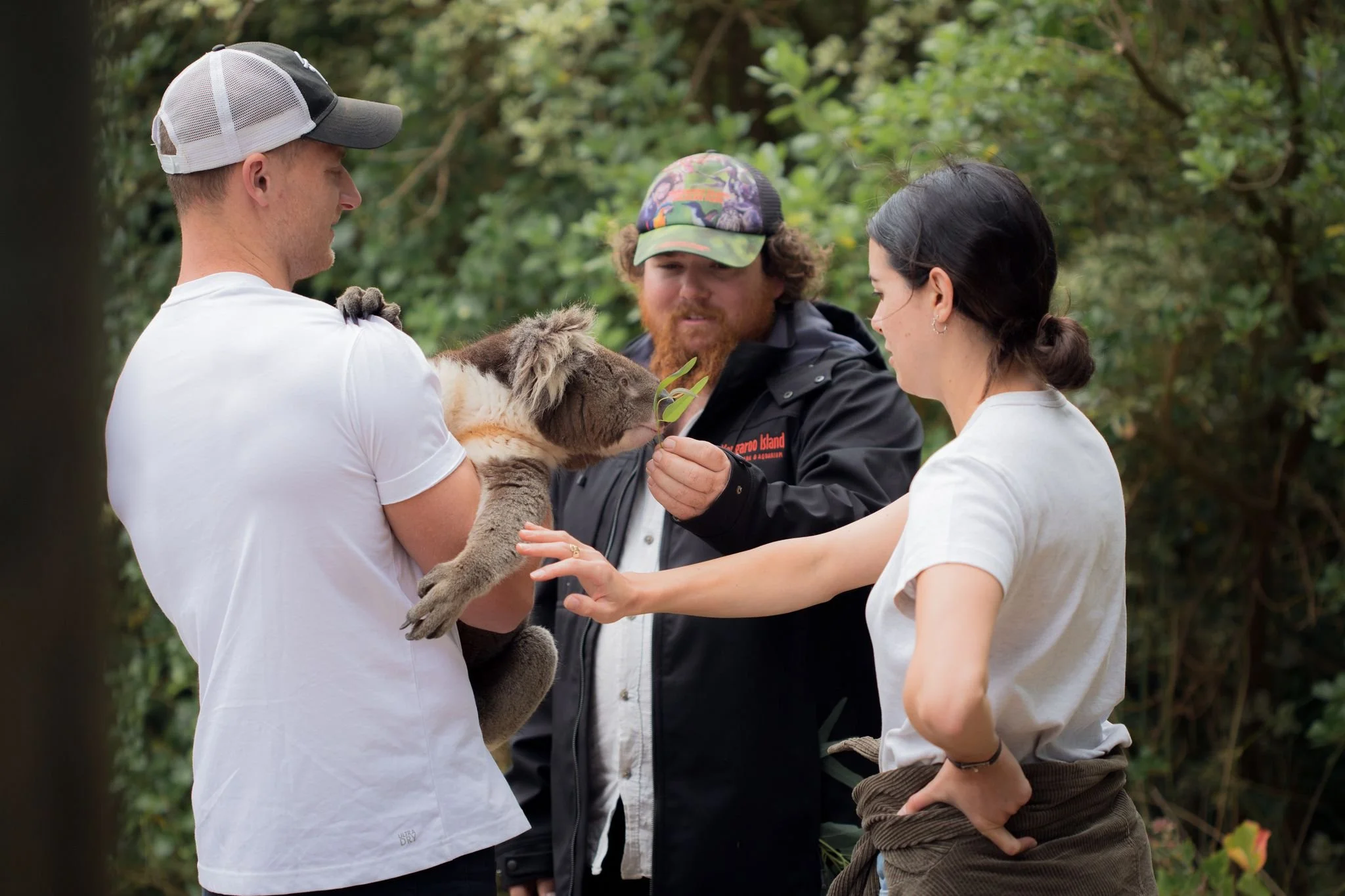 Three people holding a koala at the Kangaroo Island Wildlife Park during a wildlife encounter on Kangaroo Island in South Australia. One is holding the koala, one is patting the koala and one is feeding the koala.