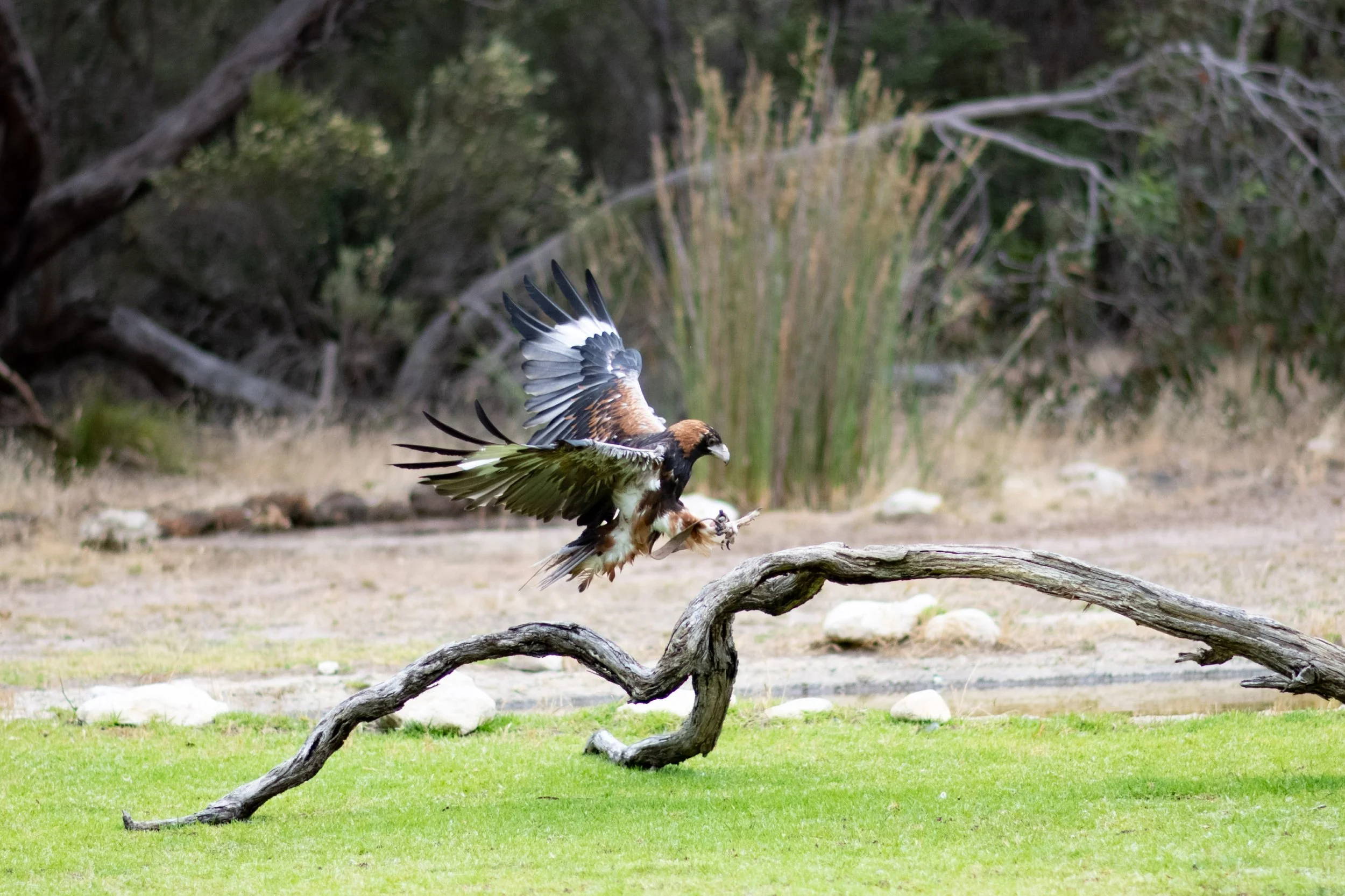 A black-breasted buzzard in flight during a birds of prey show presentation at Raptor Domain on Kangaroo Island, South Australia