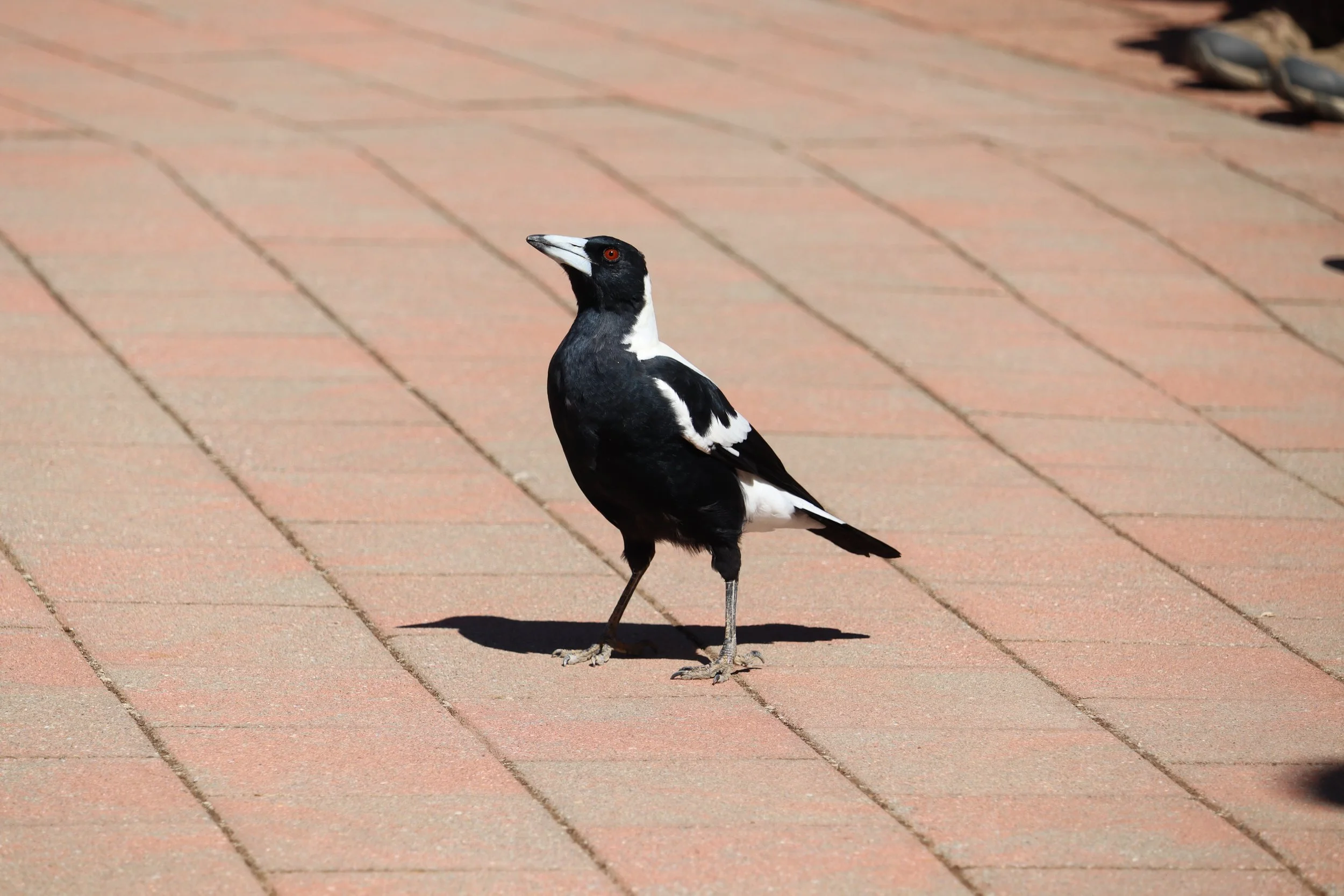 A magpie on the groun during a birds of prey show presentation at Raptor Domain on Kangaroo Island, South Australia