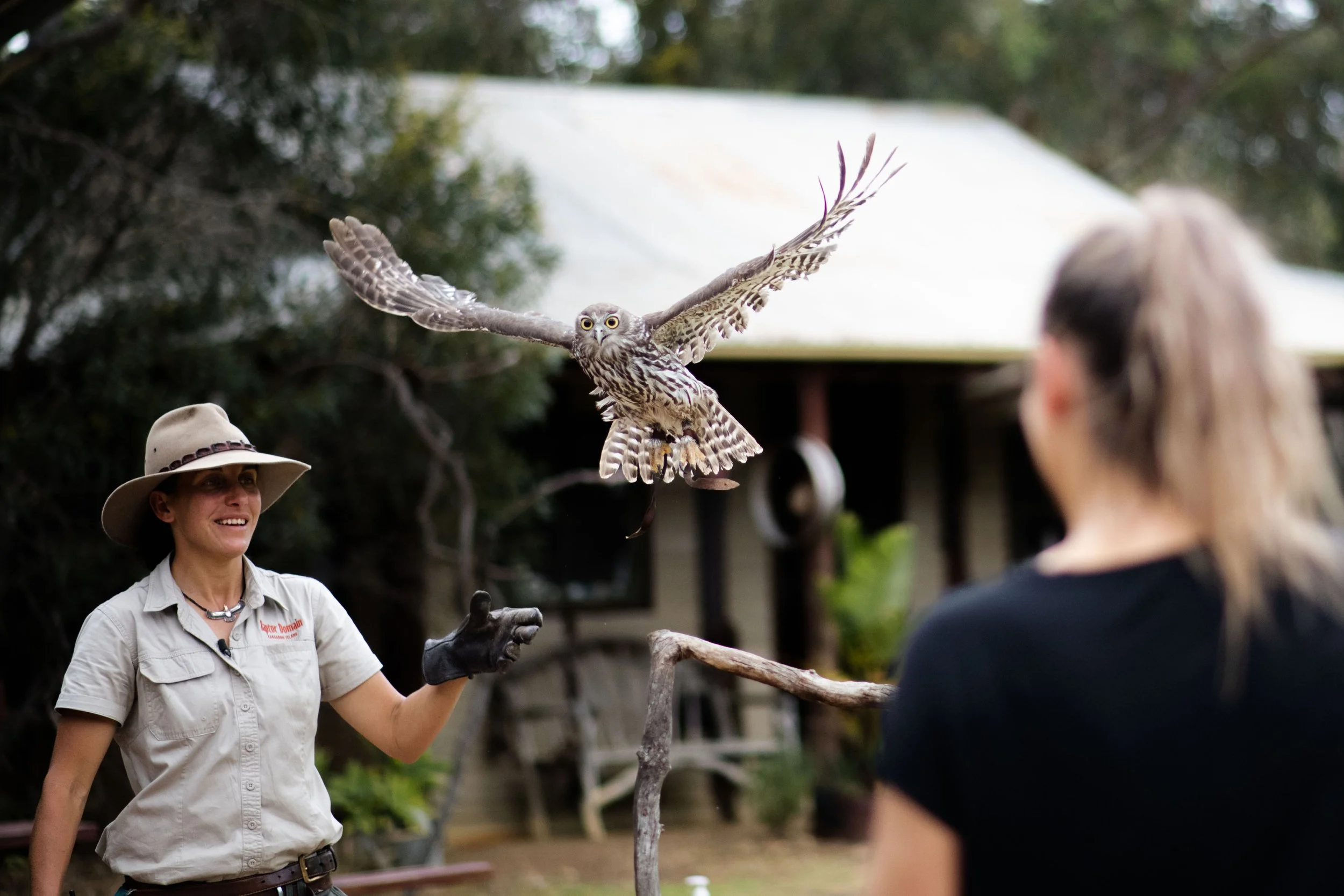 A trainer at Raptor Domain on Kangaroo Island in South Australia flies a barking owl from her glove to the glove of a visitor for them to hold an owl