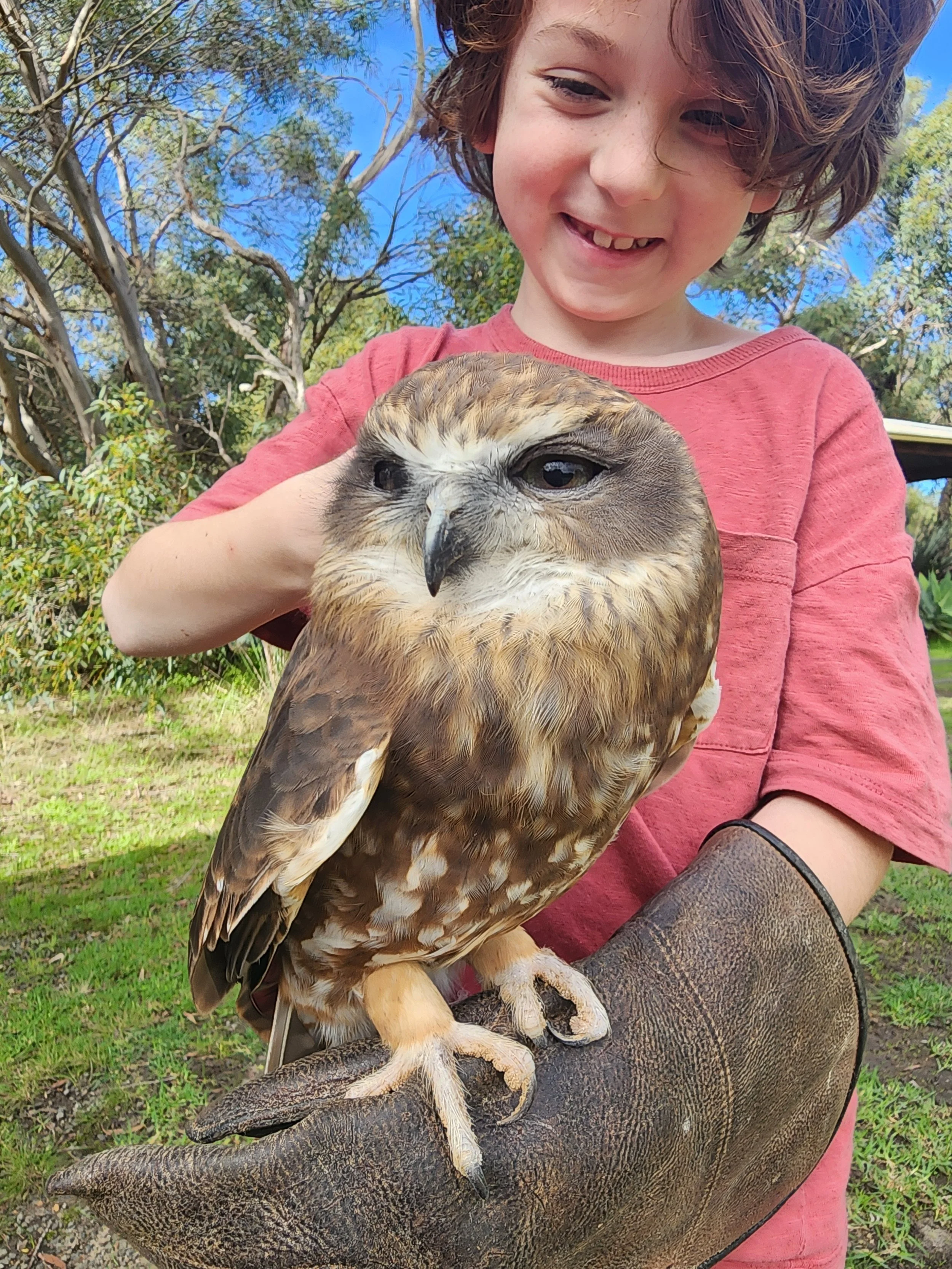 A young boy holding an owl at Raptor Domain on Kangaroo Island at a free-flight birds of prey show presentation