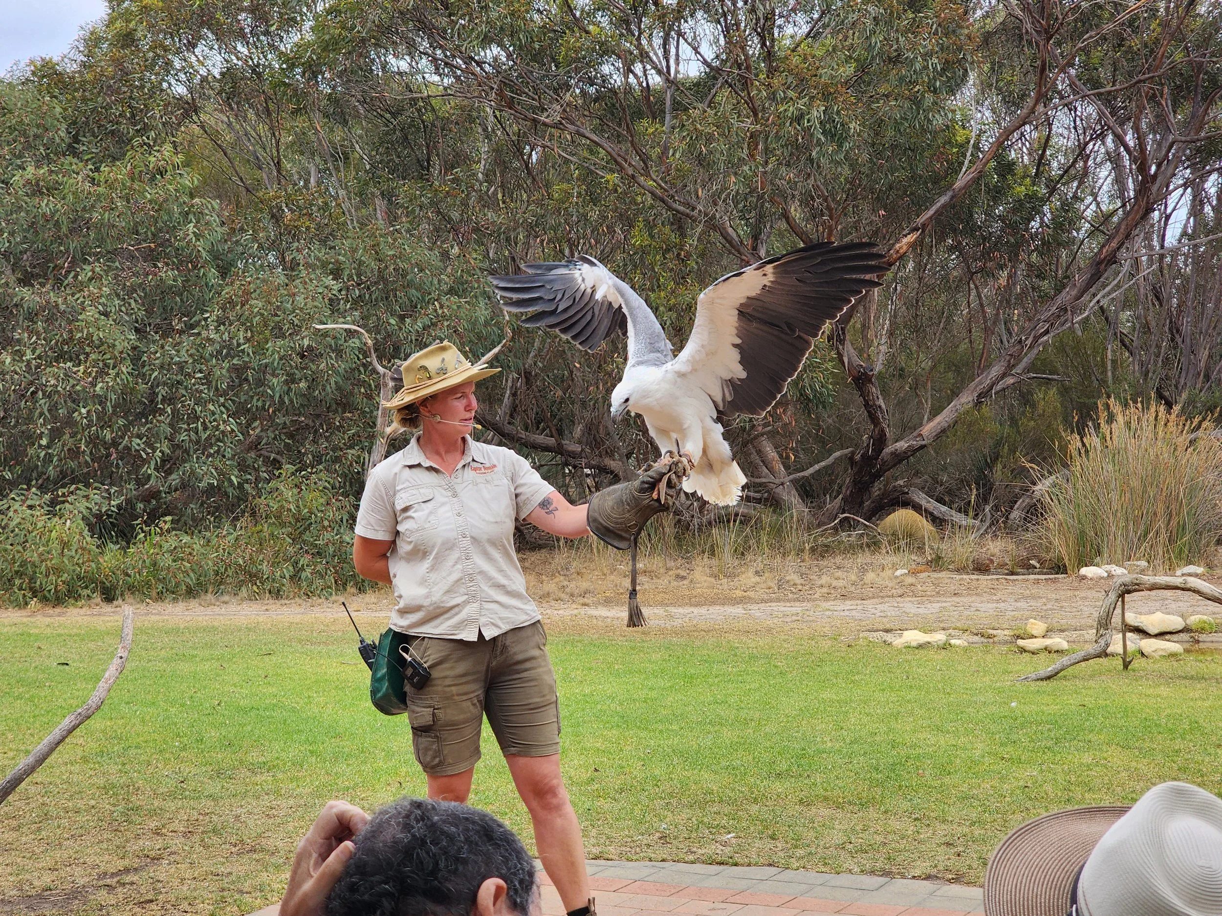 A trainer at Raptor Domain on Kangaroo Island in South Australia free flying a white-bellied sea eagle 