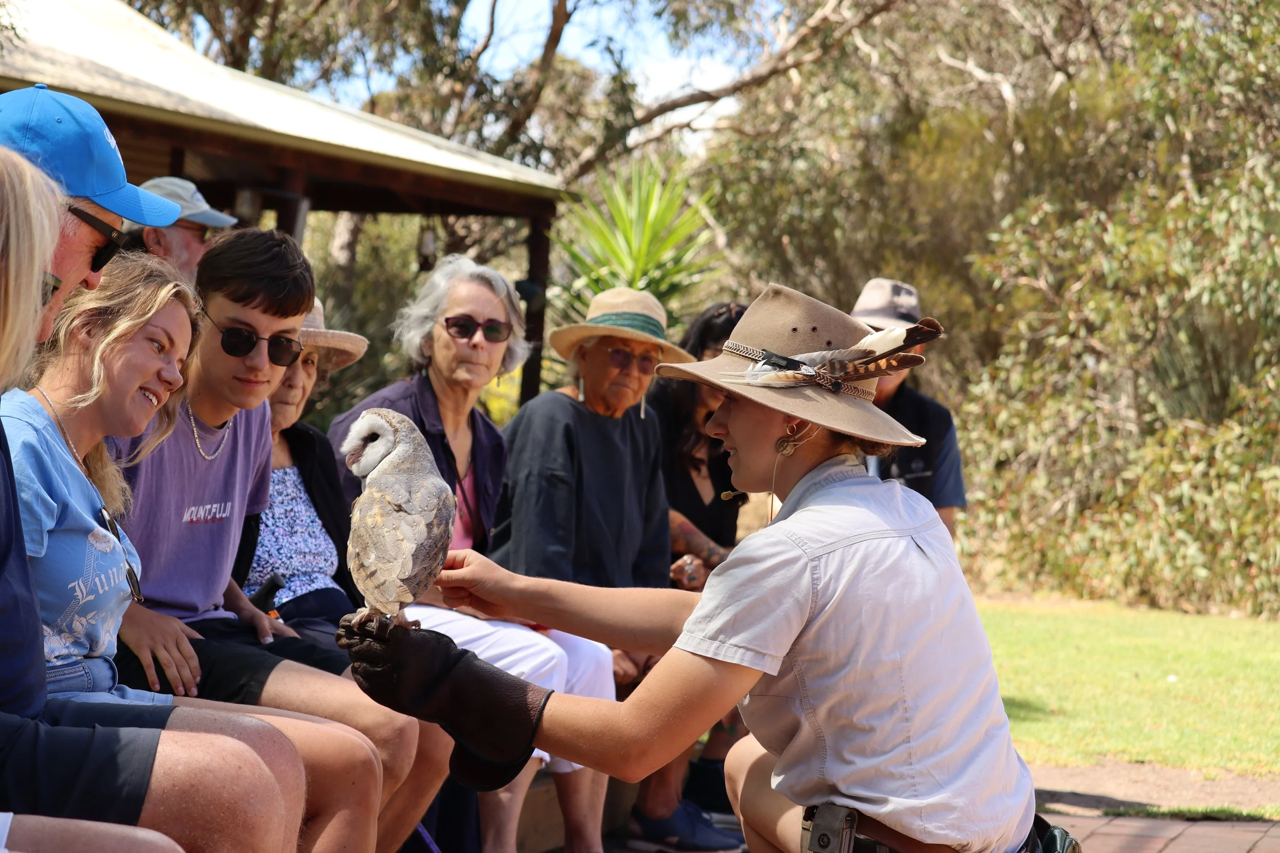A group of people sitting in the arena during a birds of prey presentation at Raptor Domain on Kangaroo Island in South Australia with a barn owl on their knees where they can pat the owl