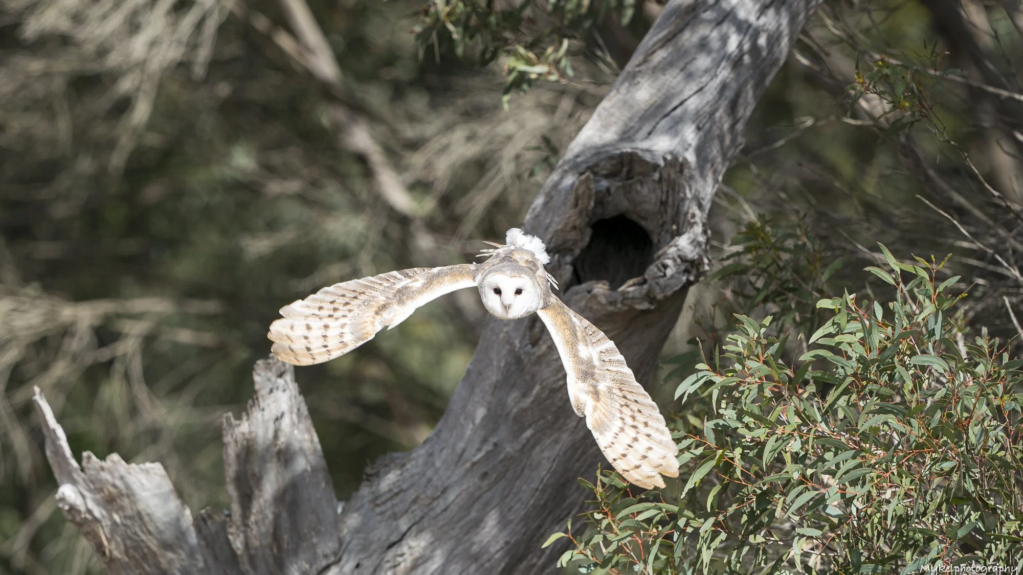 An owl flying from a hollow tree during a free flight birds of prey presentation at Raptor Domain on Kangaroo Island in South Australia