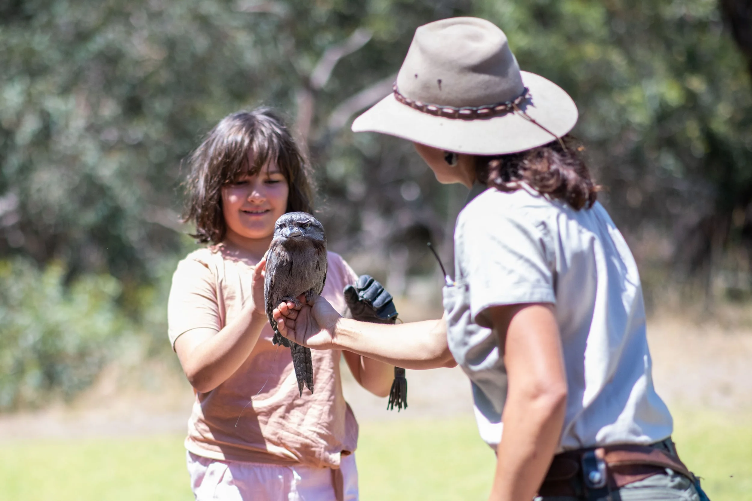 A trainer at Raptor Domain on Kangaroo Island in South Australia passing a tawny frog mouth owl to a young girl to hold an owl