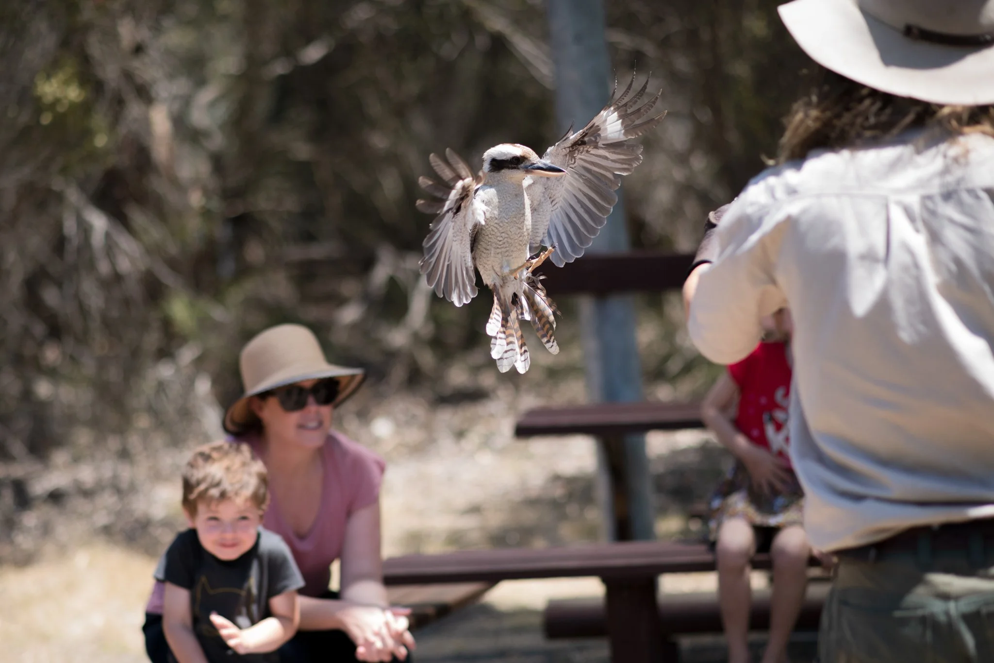 A family watching a kookaburra flying during a birds of prey show presentation at Raptor Domain on Kangaroo Island in South Australia