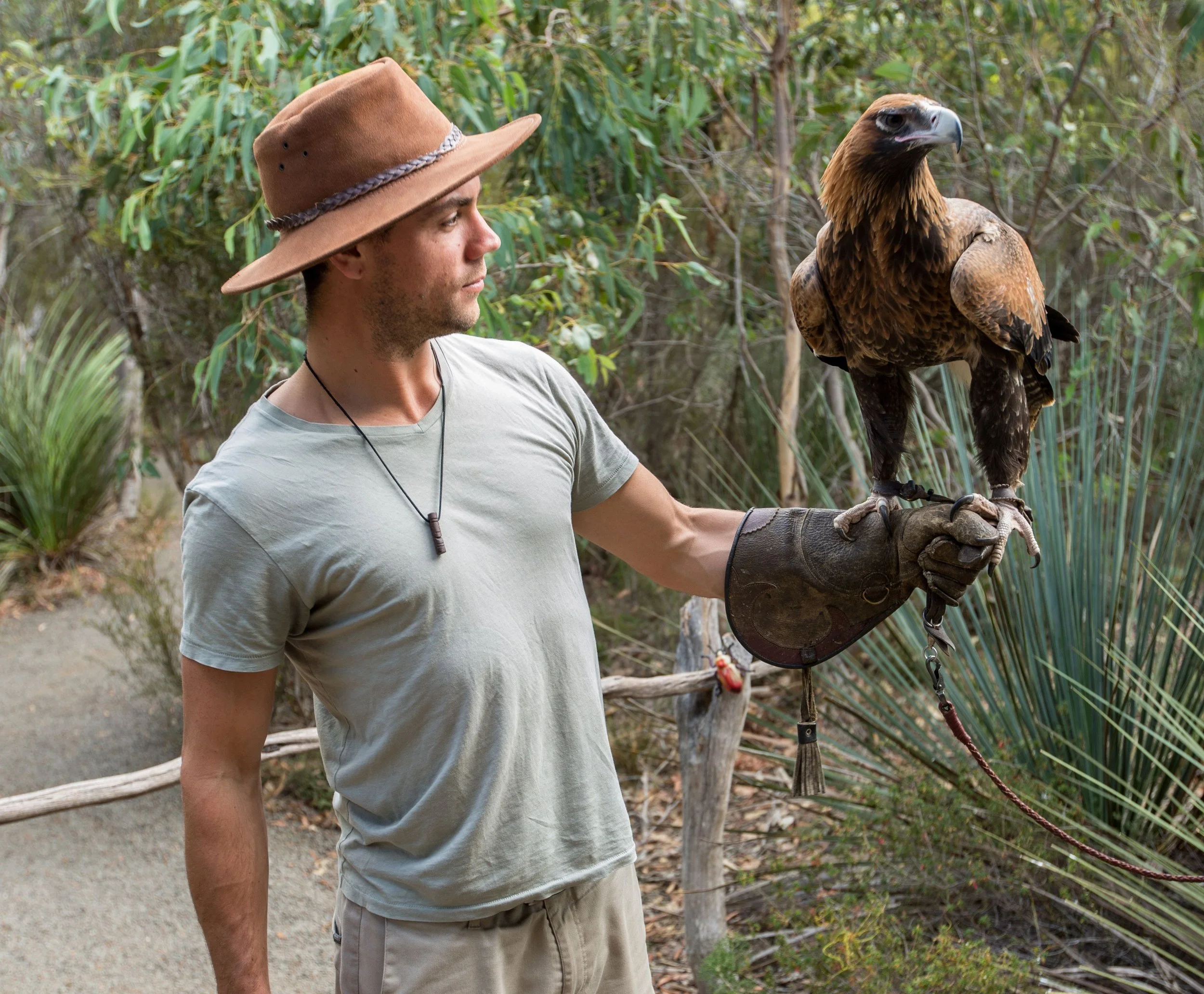 A man is holding a wedge-tailed eagle at Raptor Domain on Kangaroo Island in South Australia