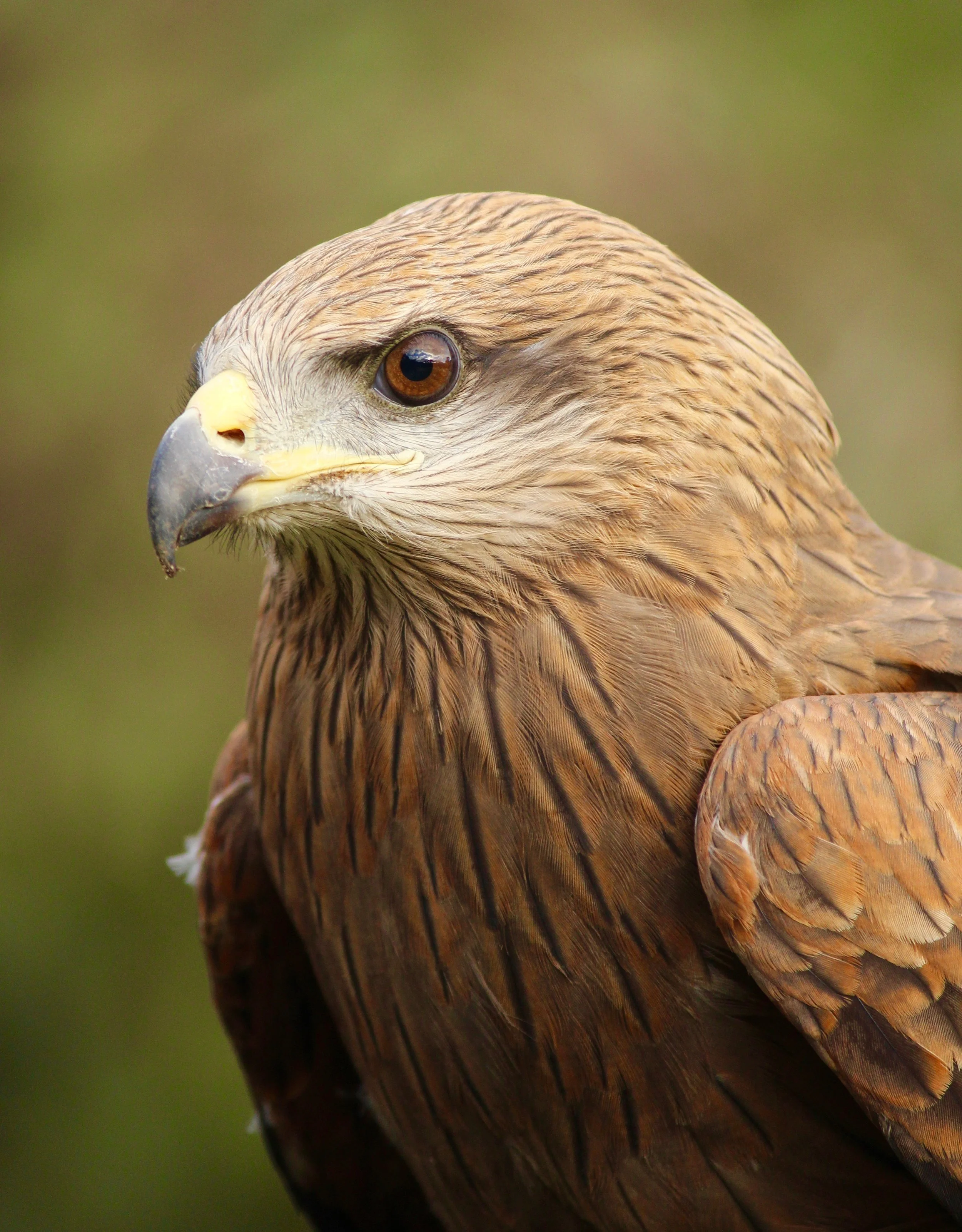Close-up of a falcon at Raptor Domain on Kangaroo Island, South Australia