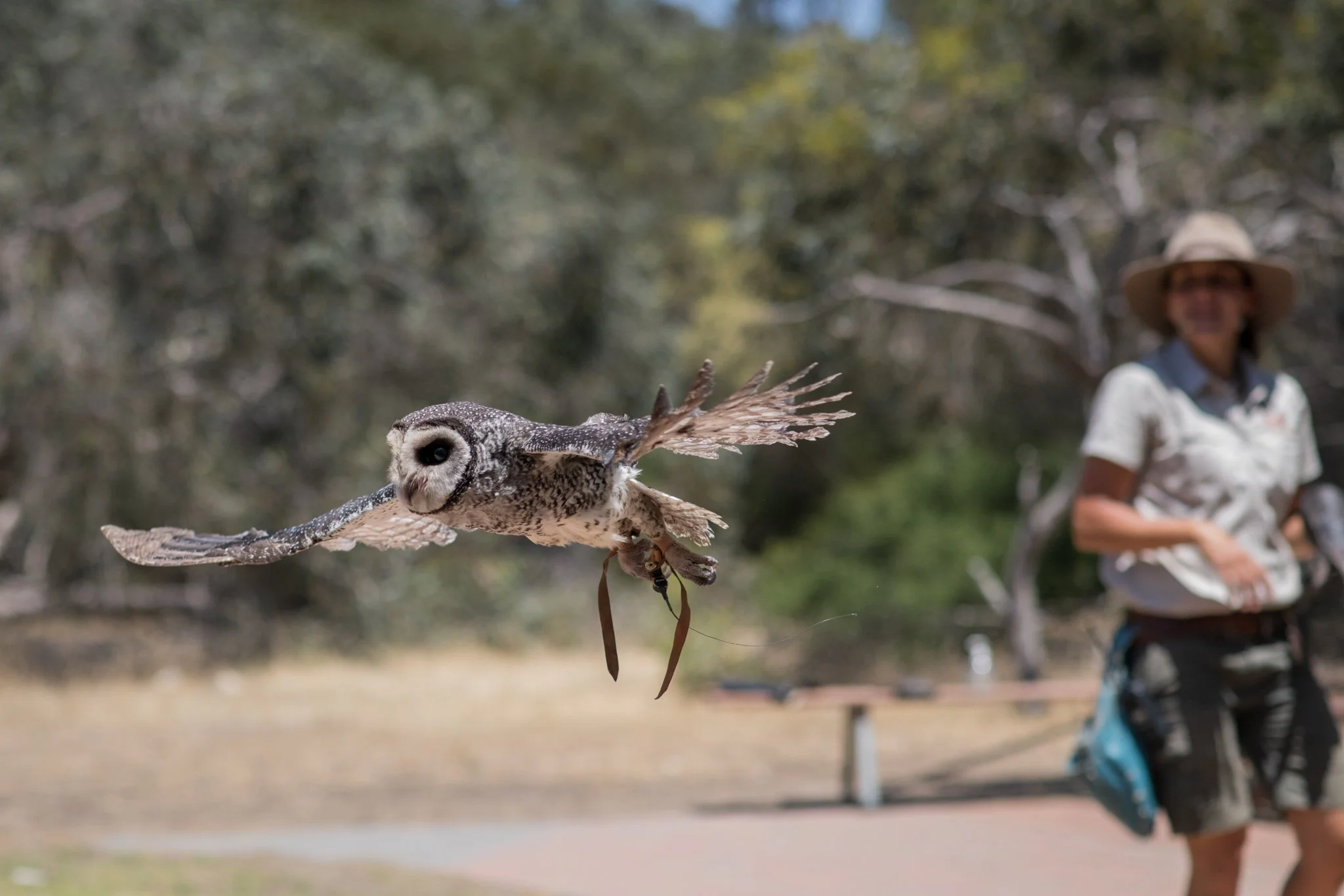 An owl in flight during a birds of prey presentation at Raptor Domain on Kangaroo Island in South Australia