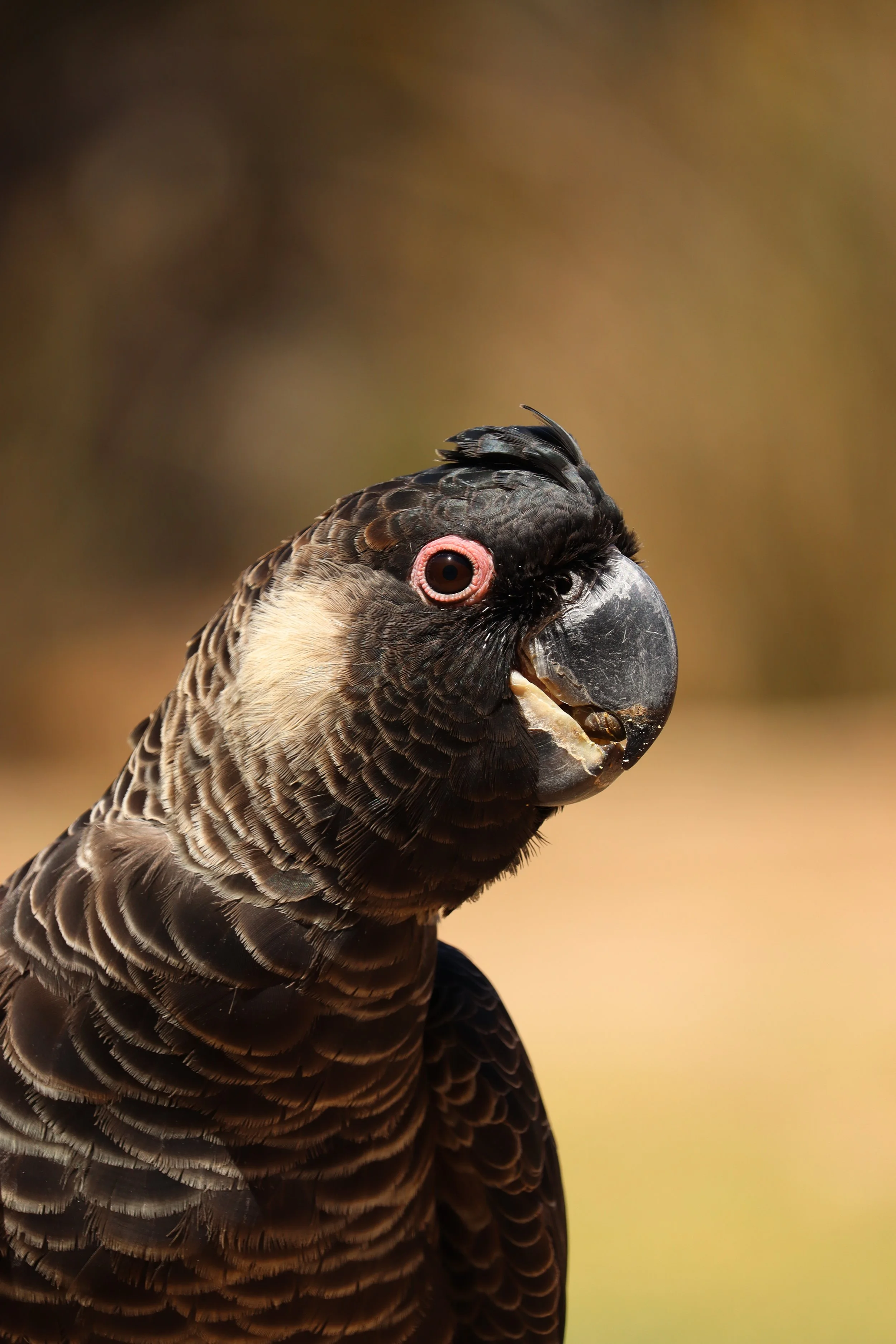 A close-up view of a black cockatoo at Raptor Domain on Kangaroo Island, South Australia