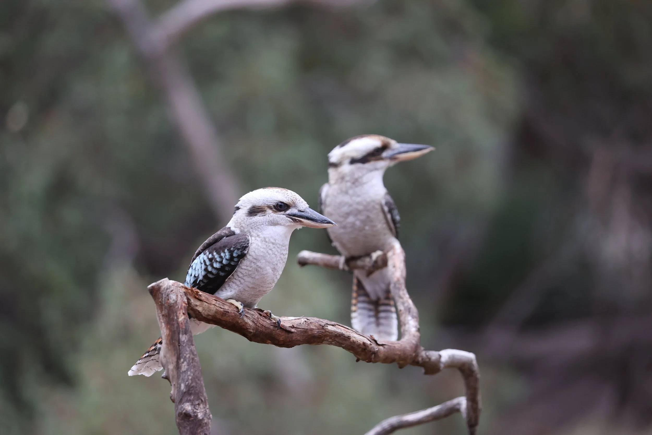 Two kookaburras on a perch during the free-flight birds of prey show presentation at Raptor Domain on Kangaroo Island, South Australia