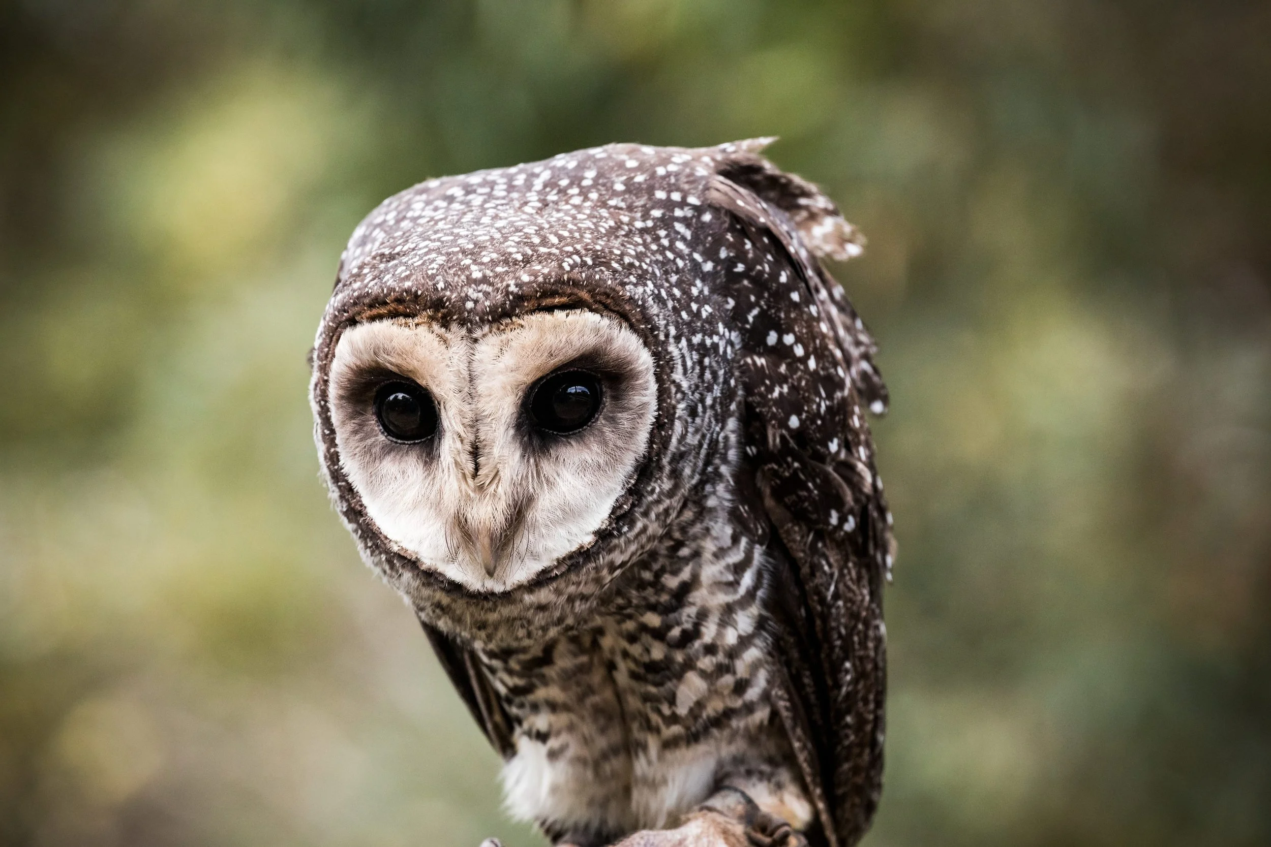 A close-up of a sooty owl at Raptor Domain on Kangaroo Island, South Australia