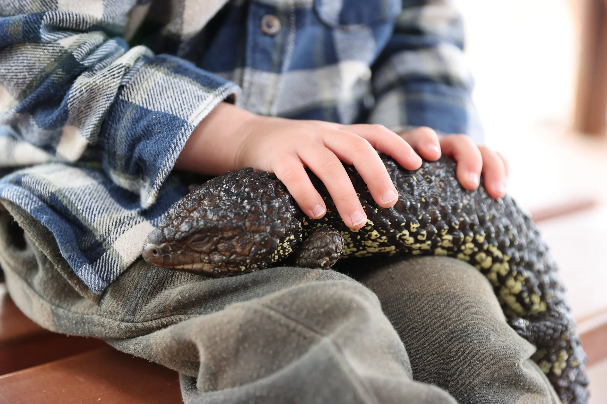 A child holding a shingleback lizard at Kangaroo Island Wildlife Park and Raptor Domain on Kangaroo Island, South Australia
