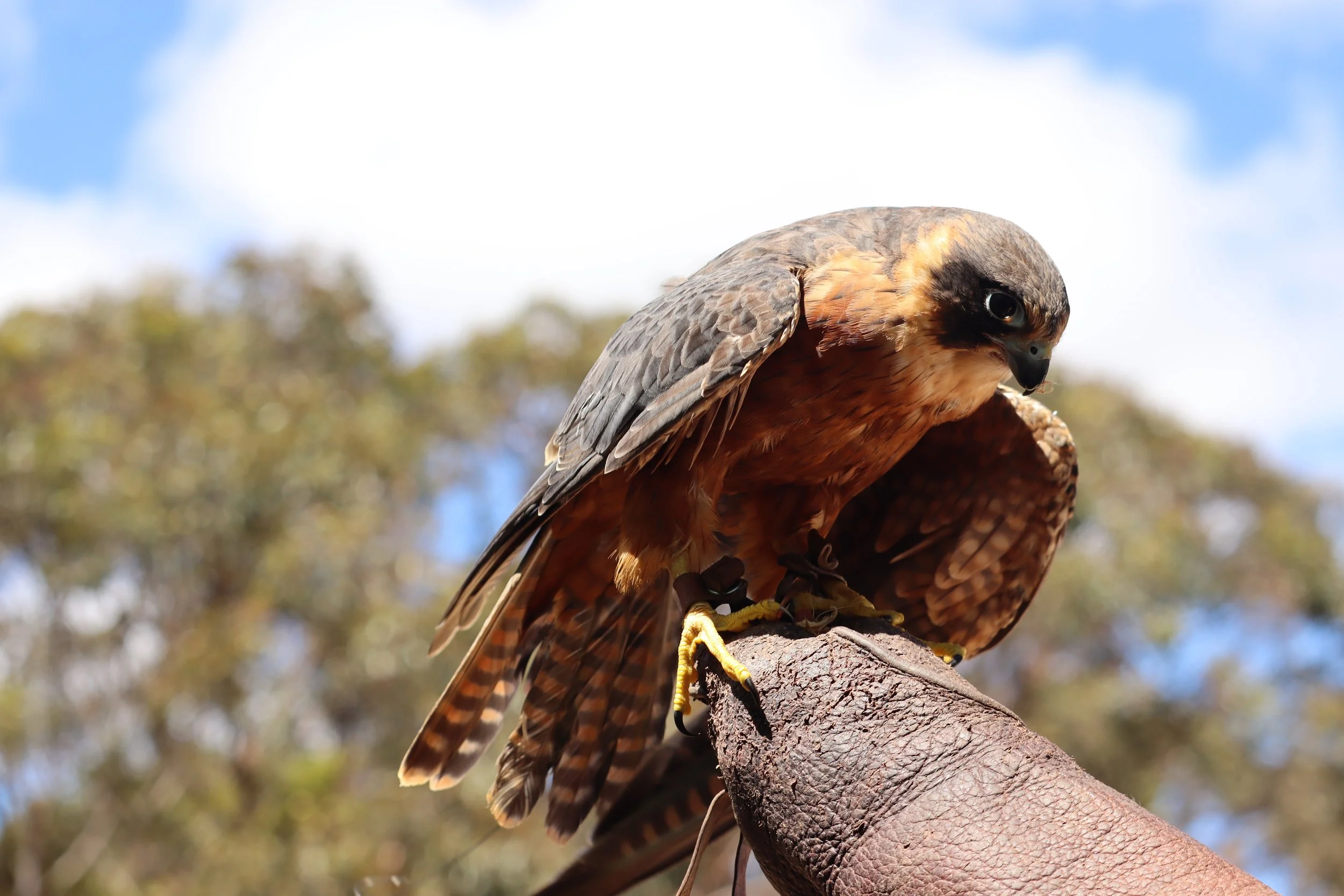 A close-up of a hobby falcon eating at Raptor Domain on Kangaroo Island, South Australia
