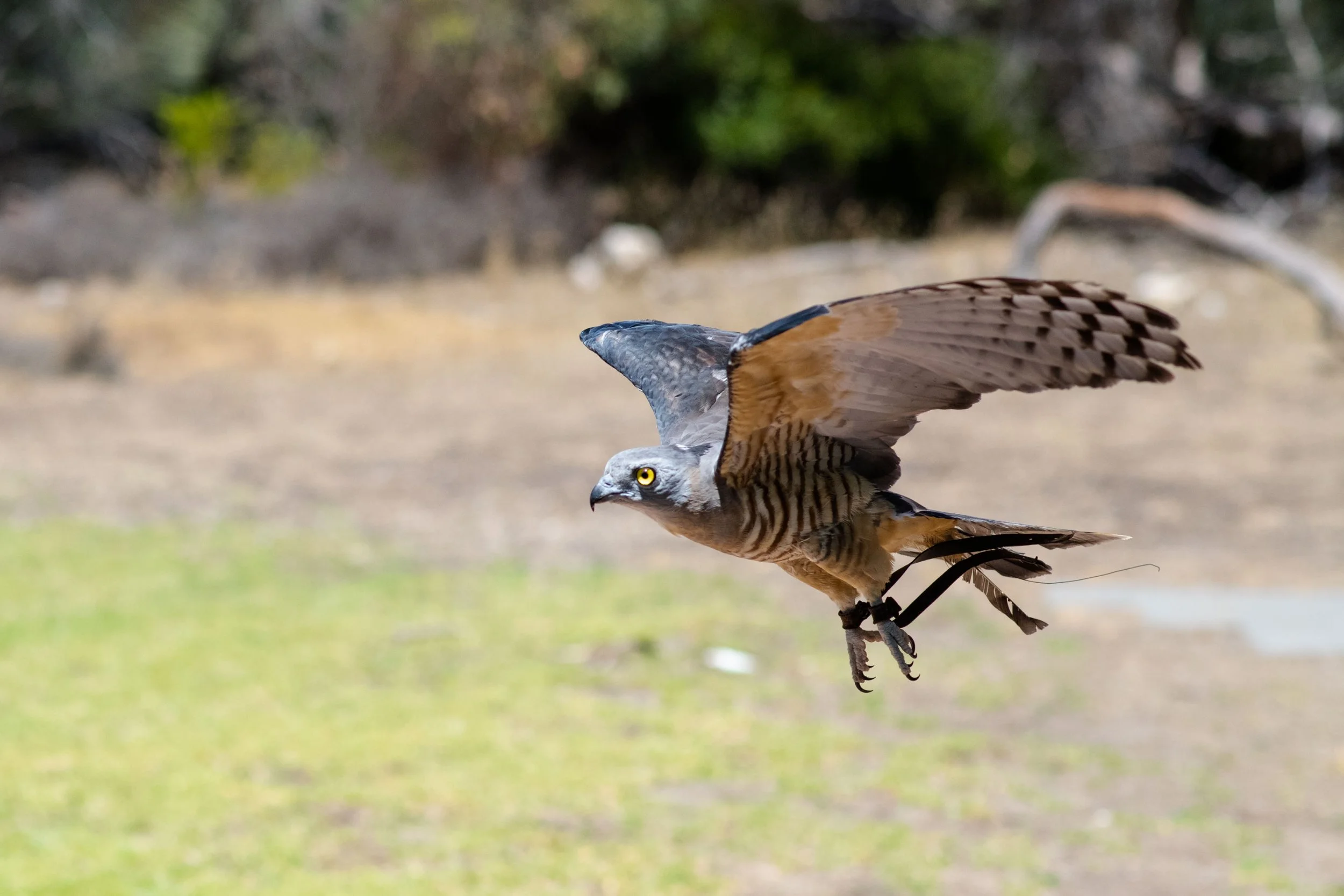 A pacific baza in flight during a birds of prey show presentation at Raptor Domain on Kangaroo Island, South Australia