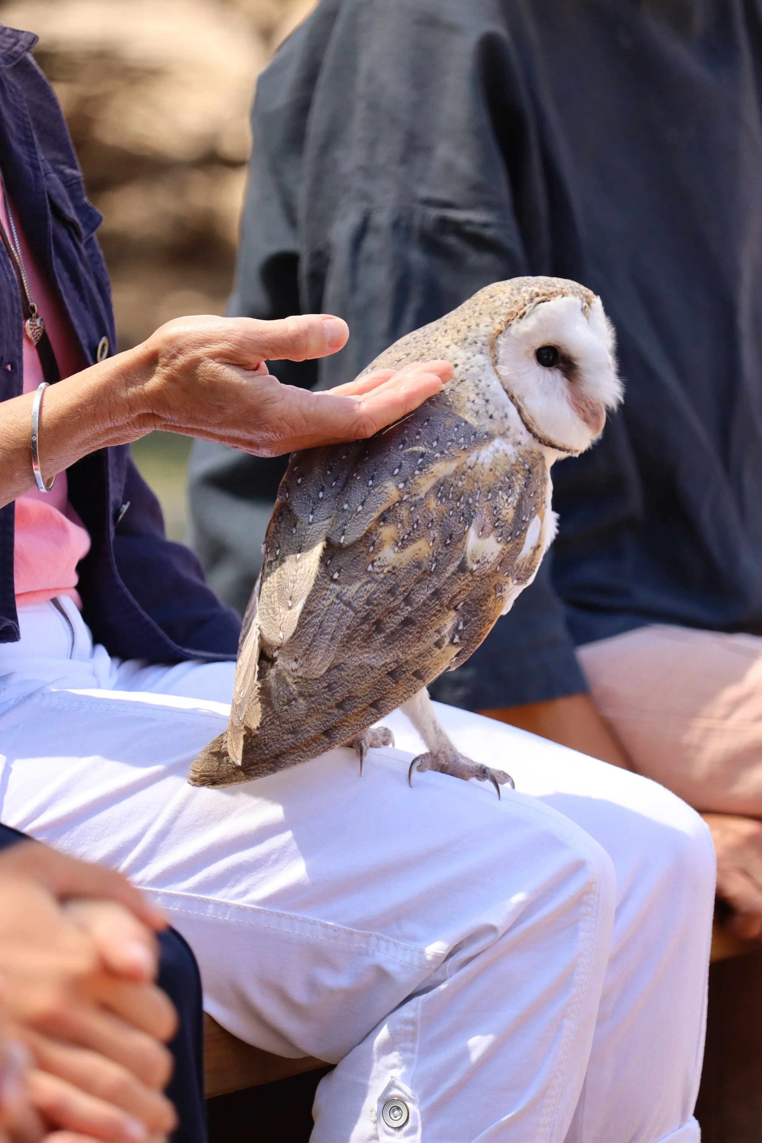 A person patting a barn owl on Kangaroo Island at Raptor Domain where you can hold owls in South Australia.