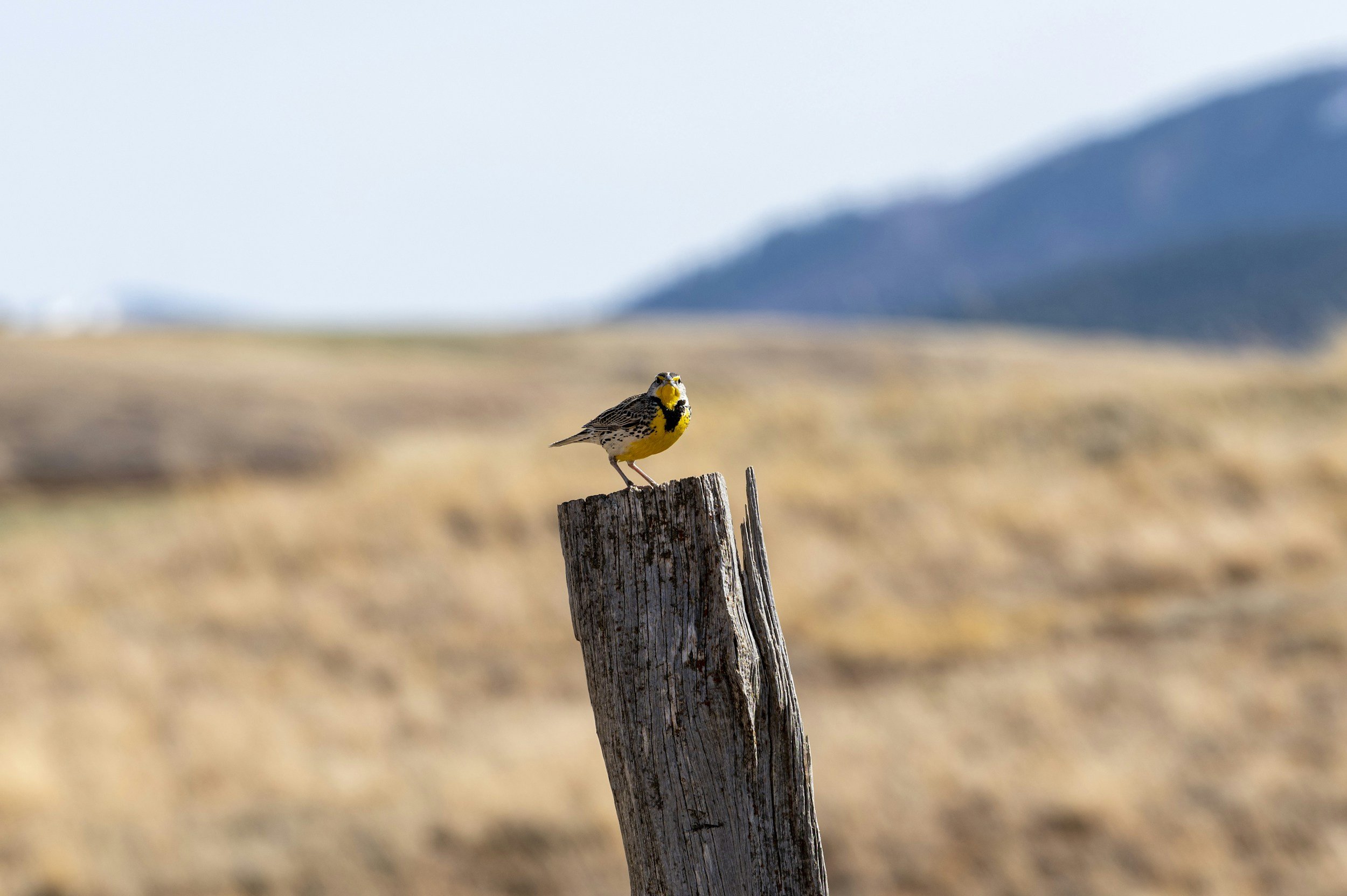 A small yellow and black bird perched on top of a weathered wooden post in a vast open landscape with blurred mountains in the background.
