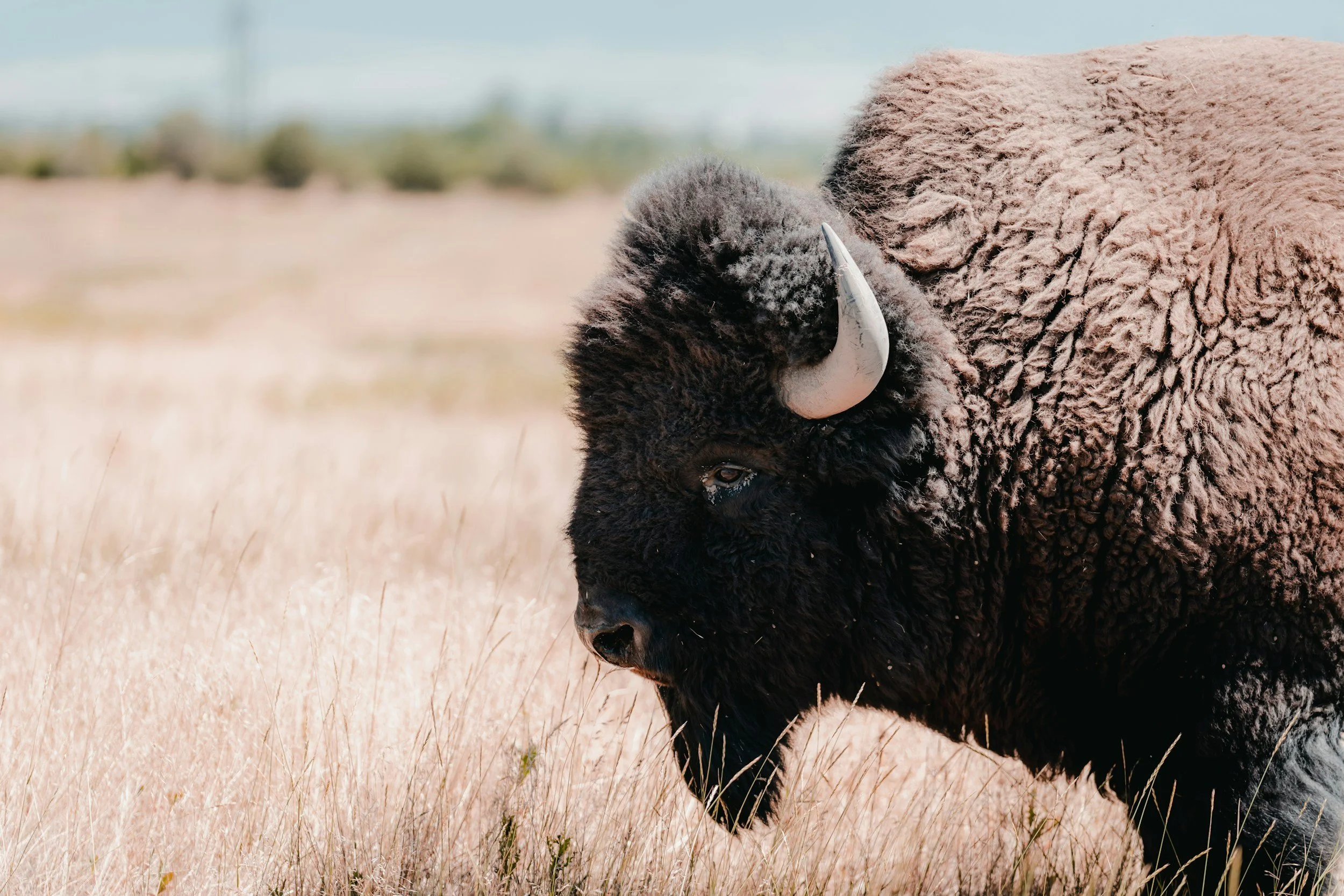 Close-up of a bison grazing in a field with brown and beige grass, with a blurred landscape and sky in the background.
