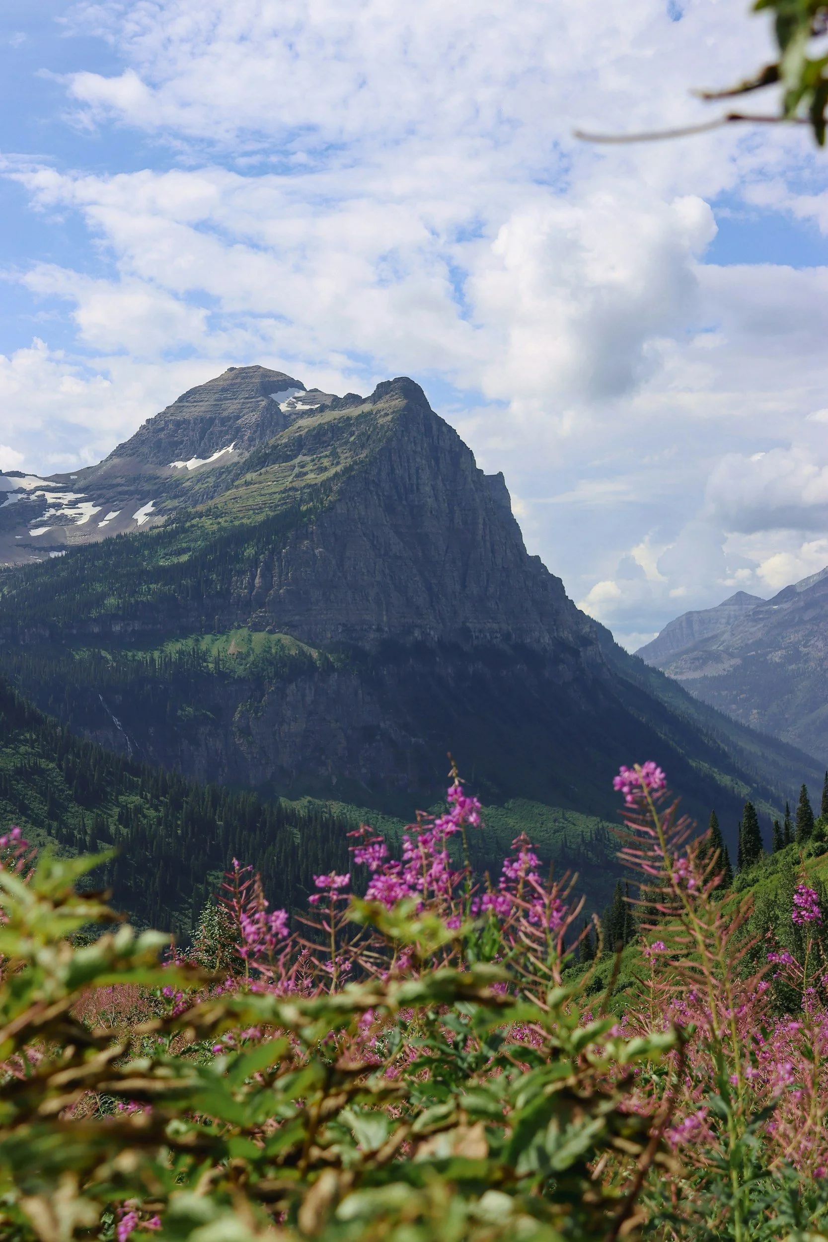 A mountain landscape with a rugged, snow-capped mountain peak in the background, lush green tree coverage on the slopes, and vibrant purple wildflowers in the foreground under a partly cloudy sky.