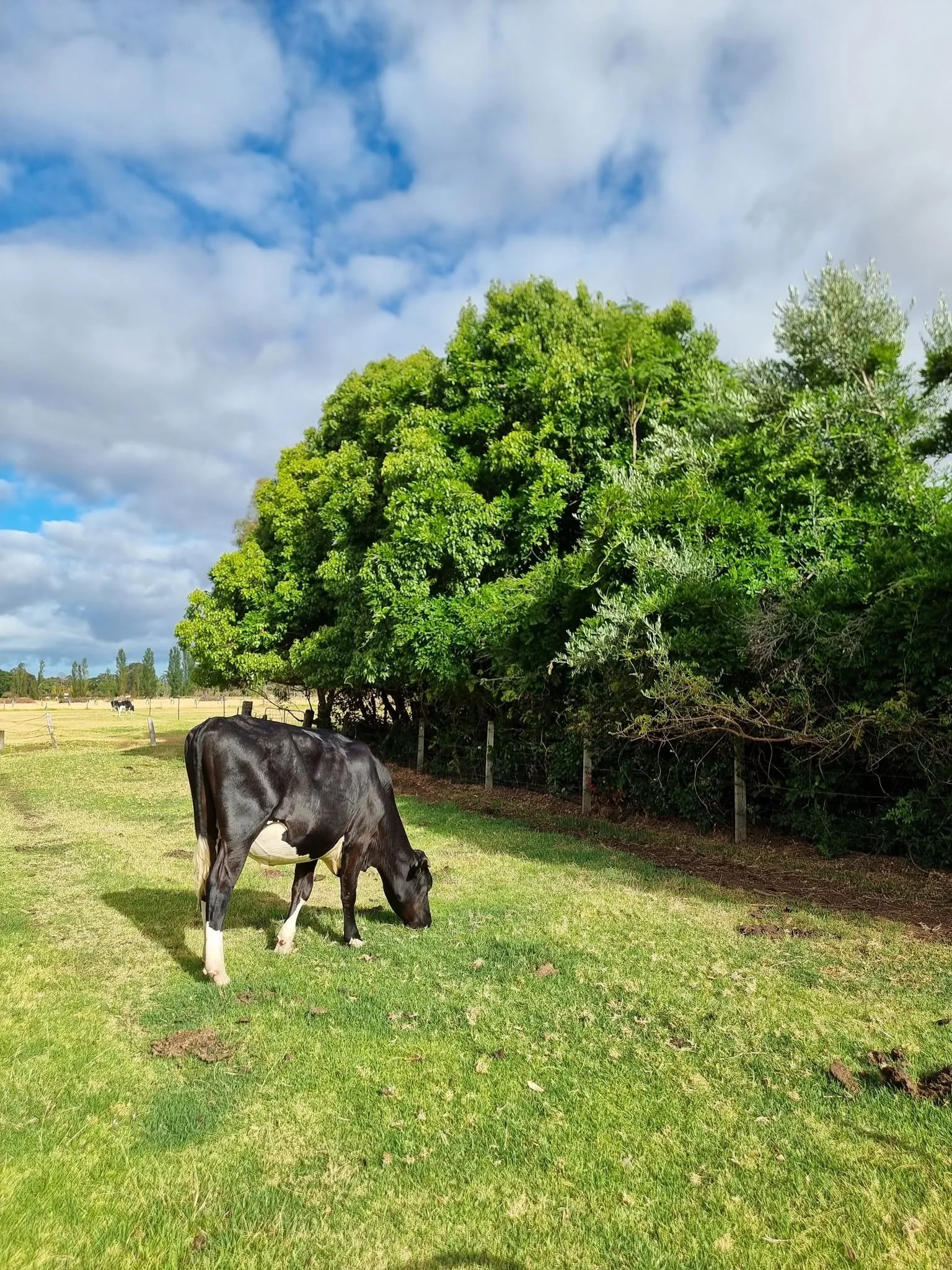 A black and white cow grazing on green grass in a pasture with a large leafy tree and a cloudy sky in the background.