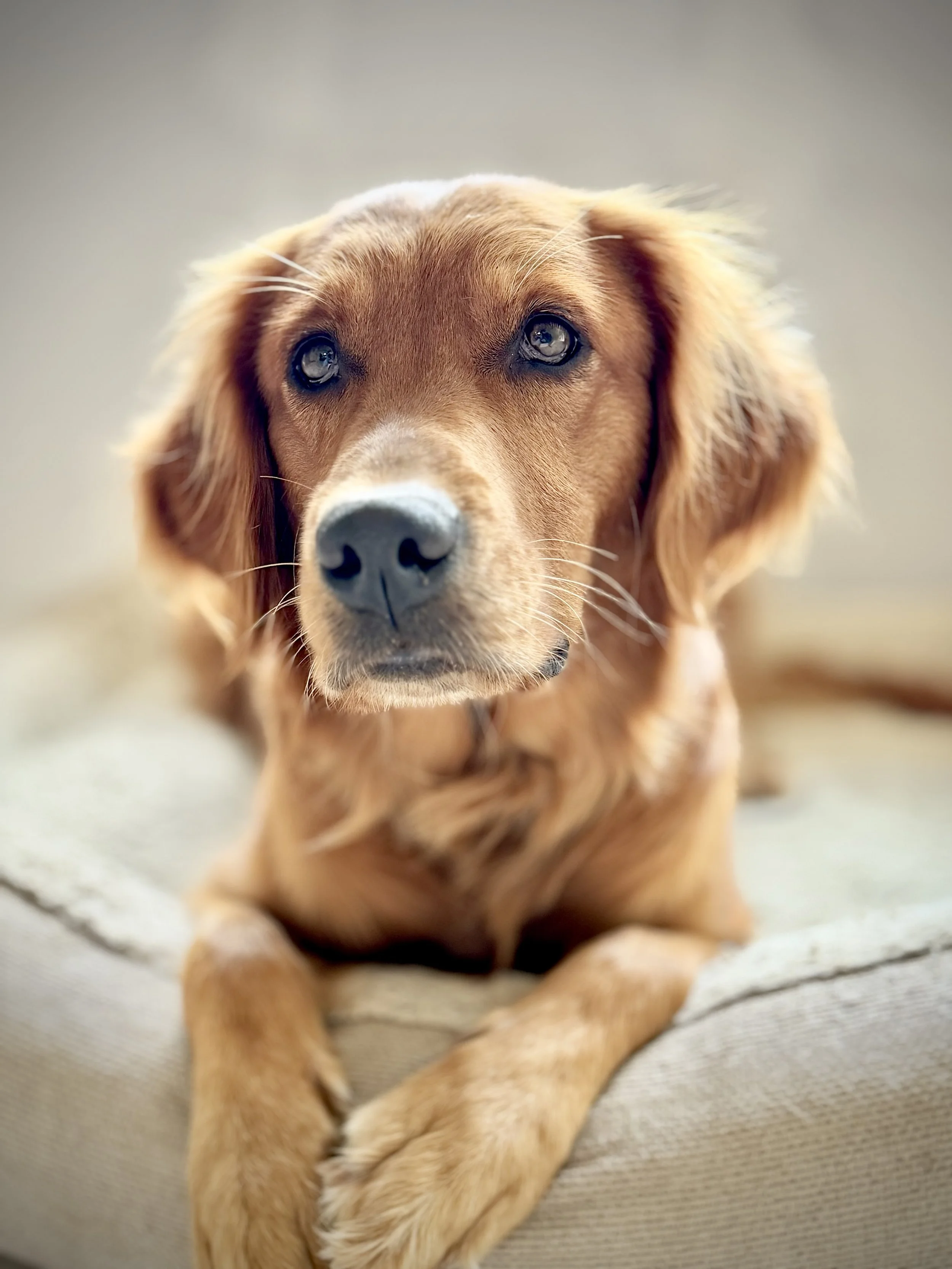 Close-up of a golden retriever dog lying on a beige fabric surface, looking directly at the camera with a curious expression.
