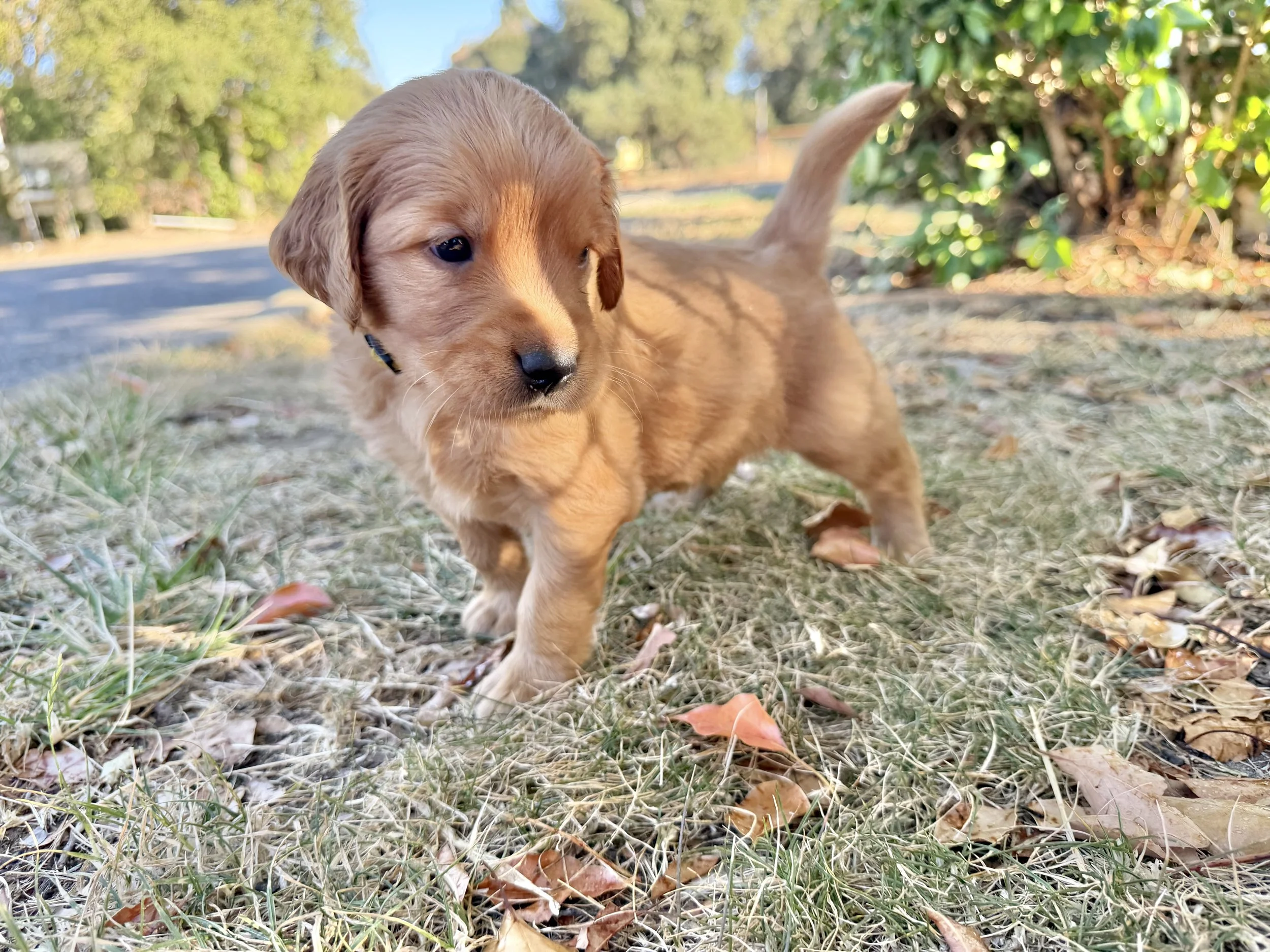 Hamilton | Yellow - Male