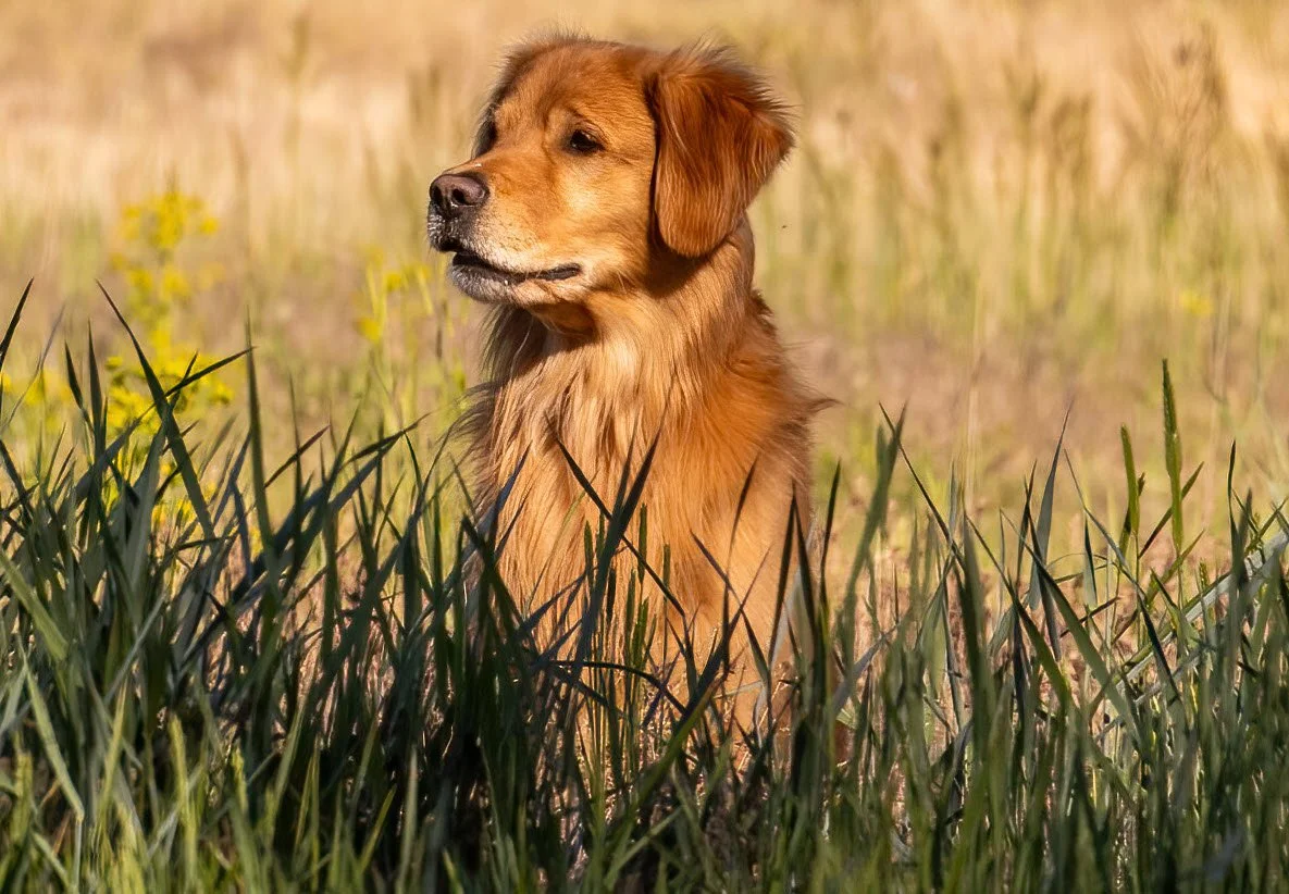 A golden retriever dog sitting in tall grass in a field, with a yellowish background and some small yellow flowers visible.