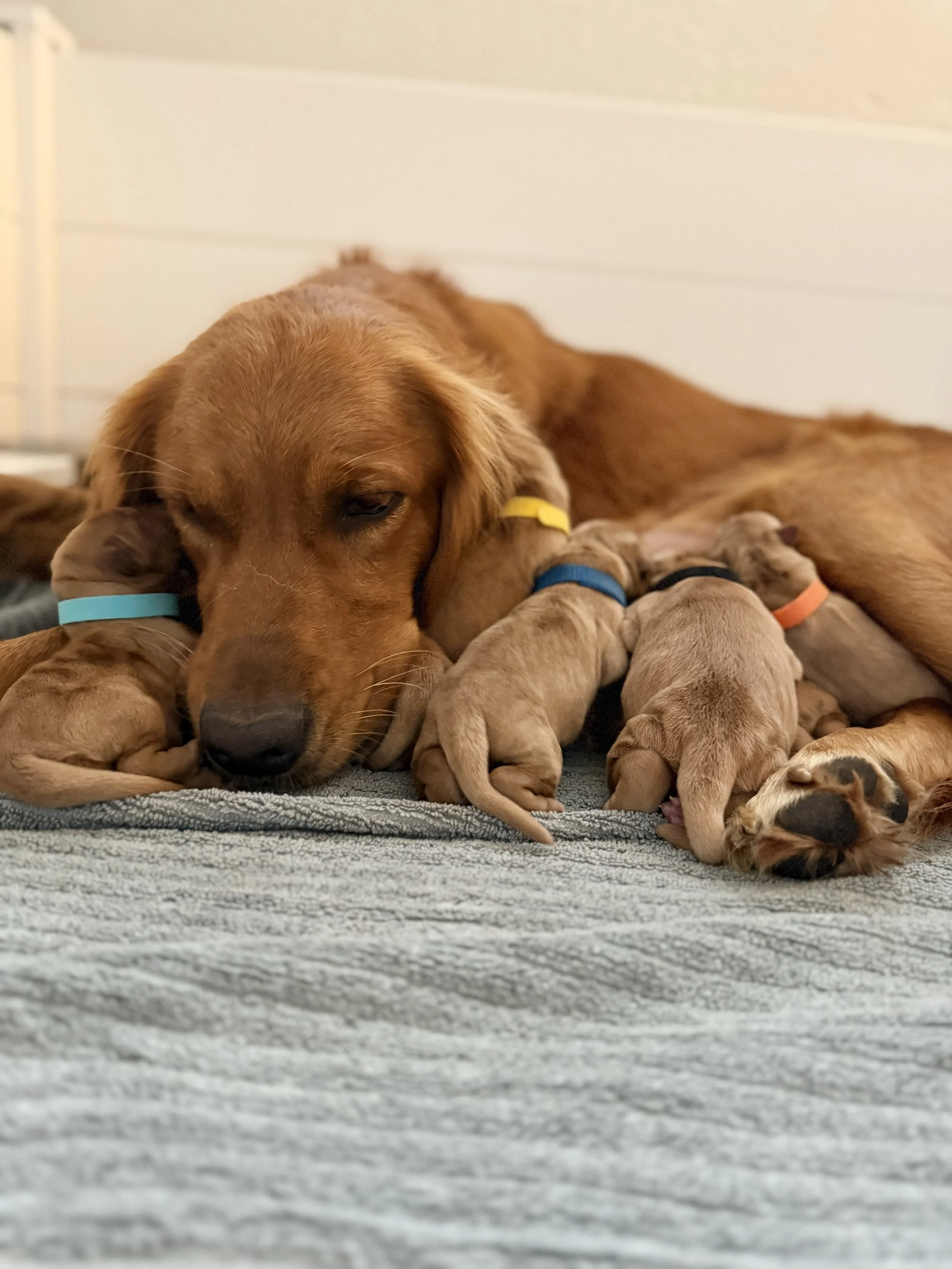Right after Scarlet finished whelping  - Everyone is exhausted!