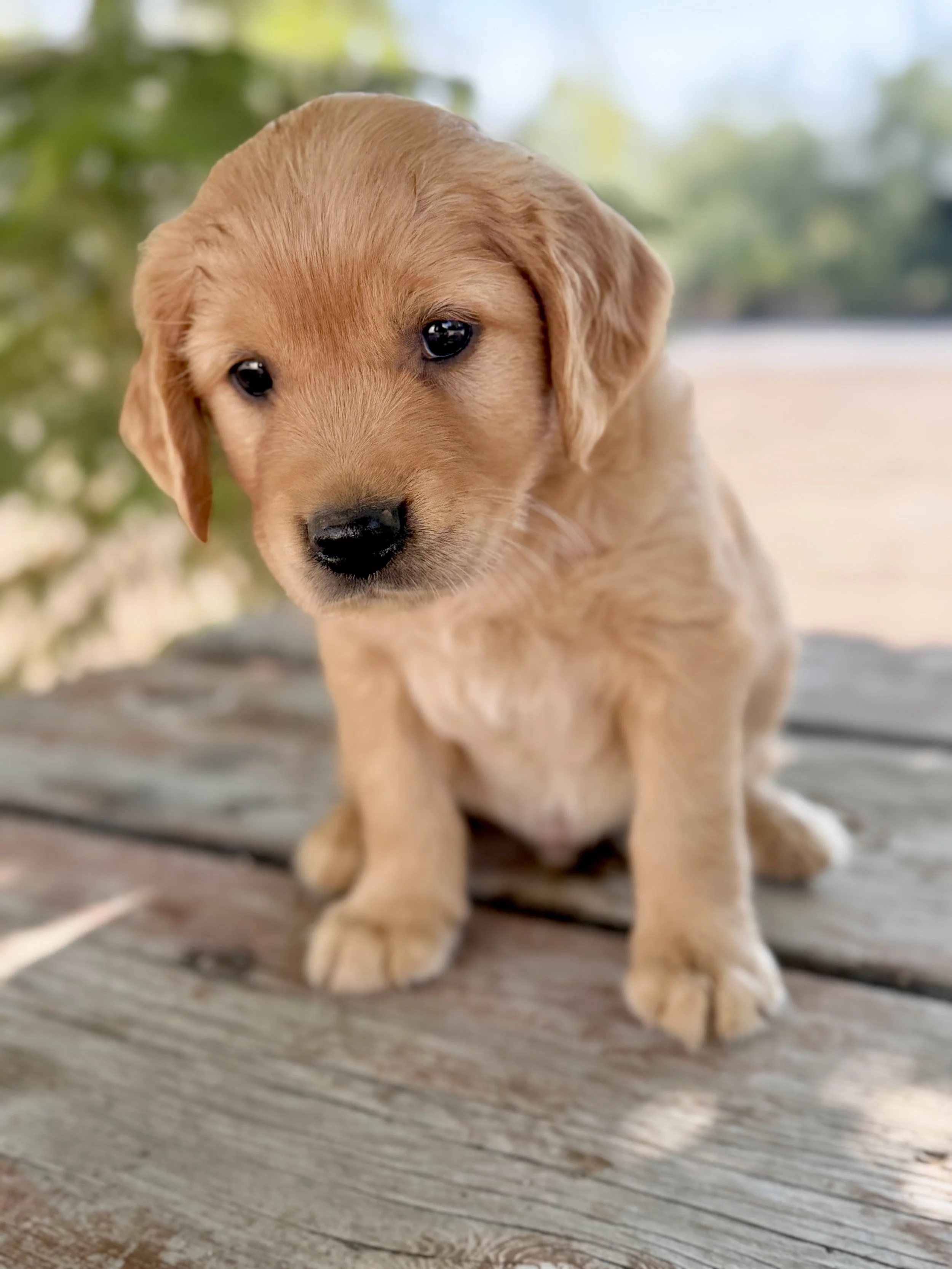 Charlie | Gray - Male