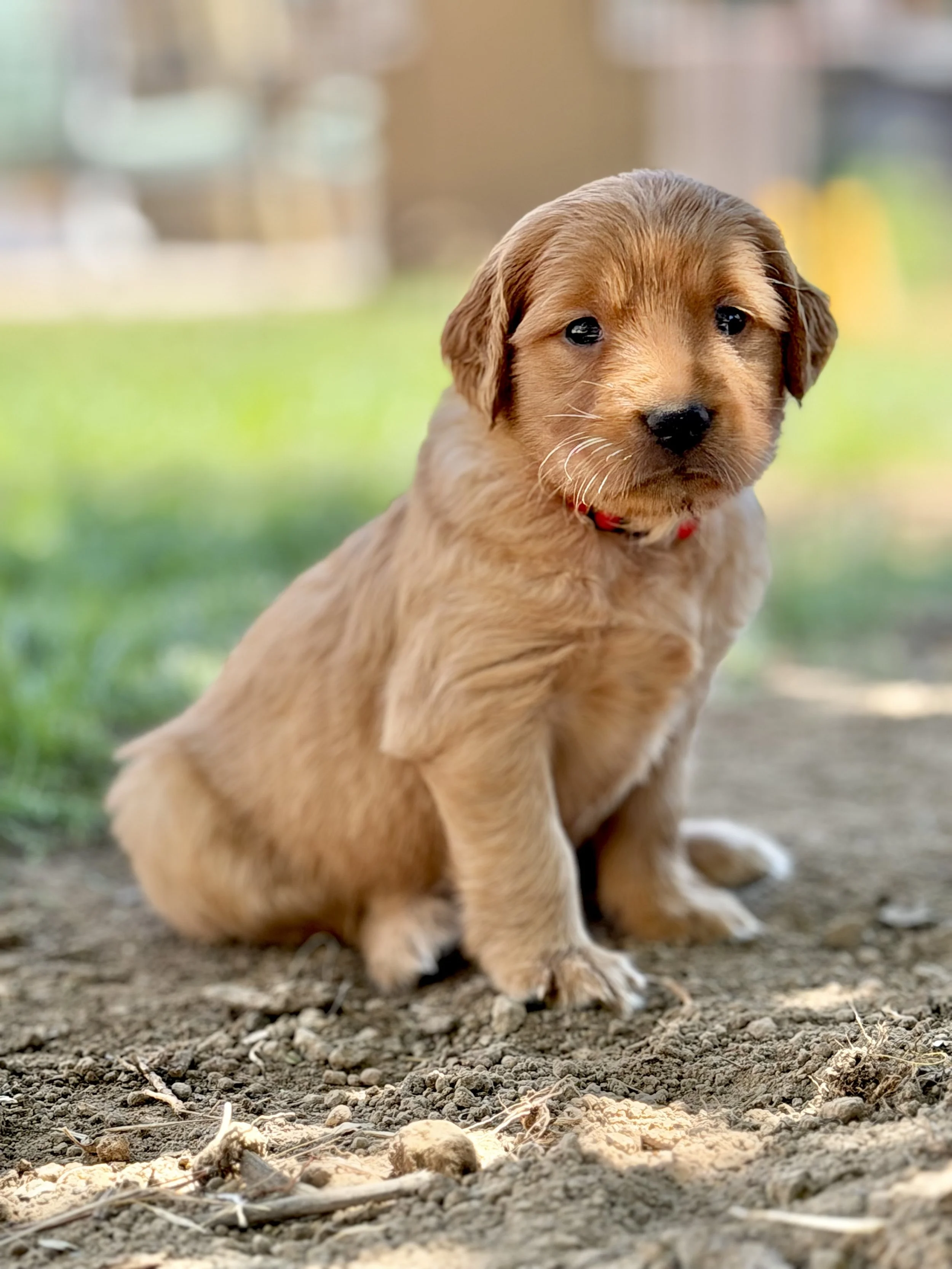 Dolley | Red - female