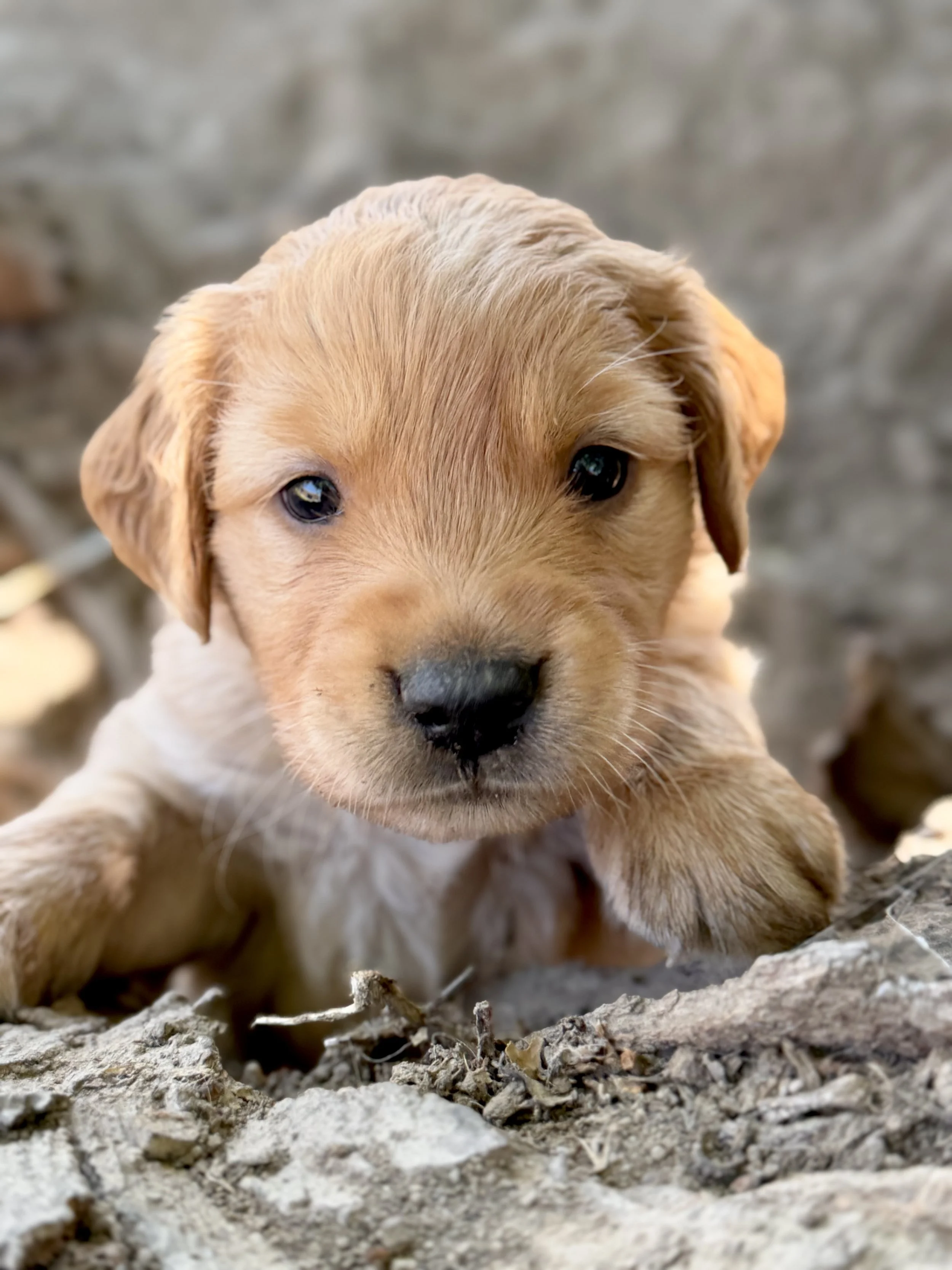 Four + Five Weeks