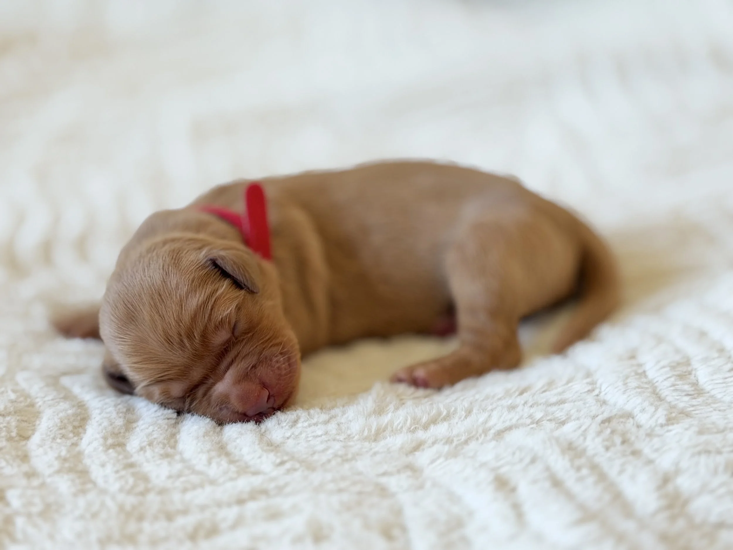 Dolley | Red - Female
