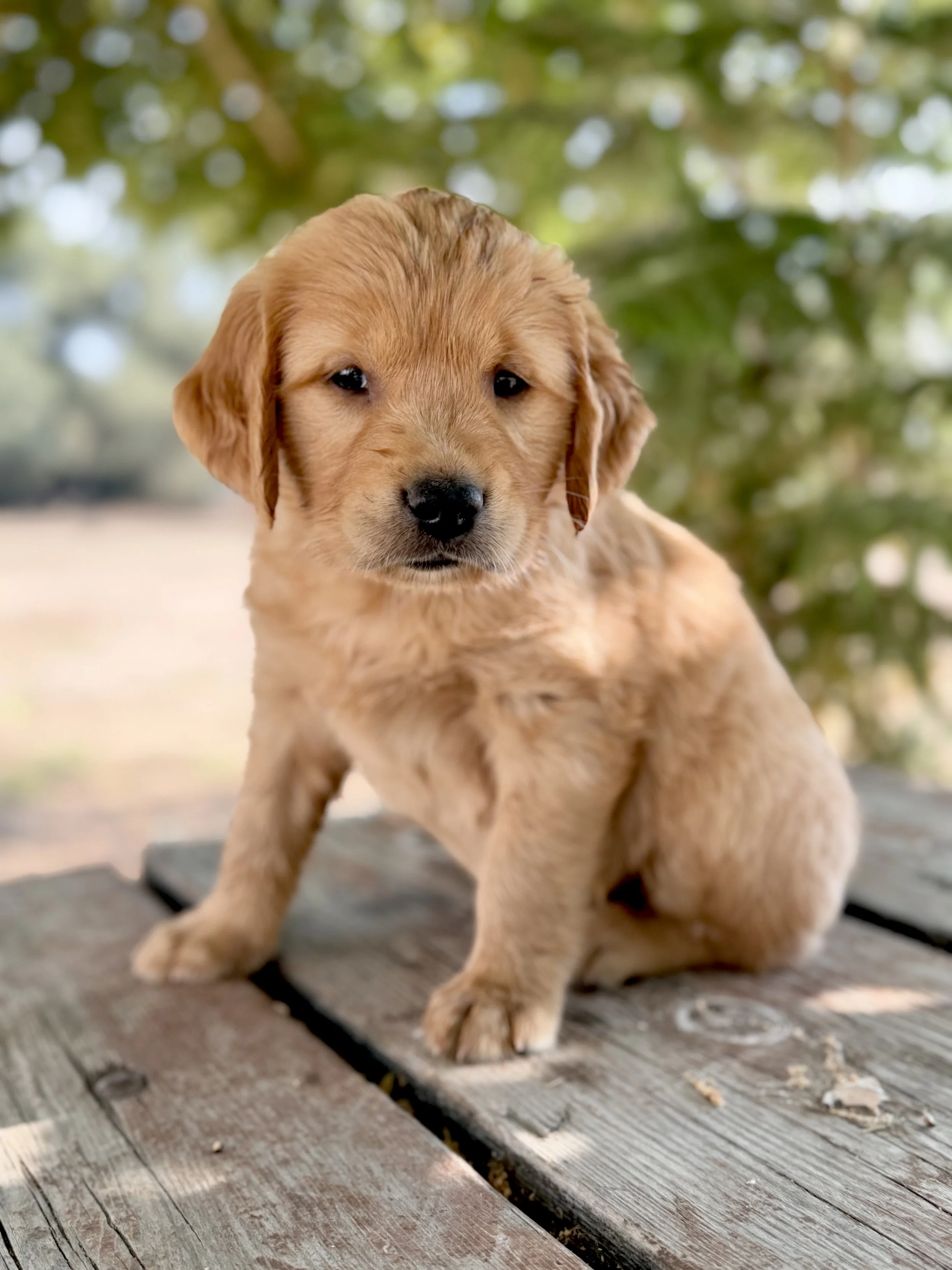 Franklin | White - Male