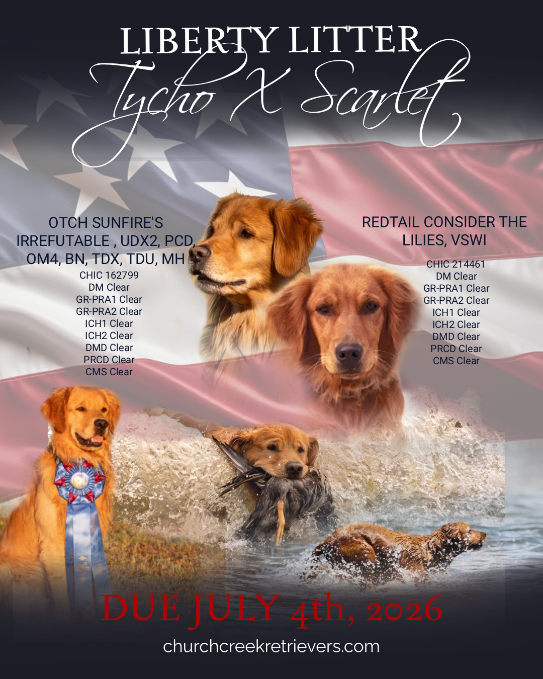 Poster for Liberty Litter Tycho and Scarlet featuring various images of retriever dogs, an American flag background, and text about the litter with a due date of July 4th, 2026.