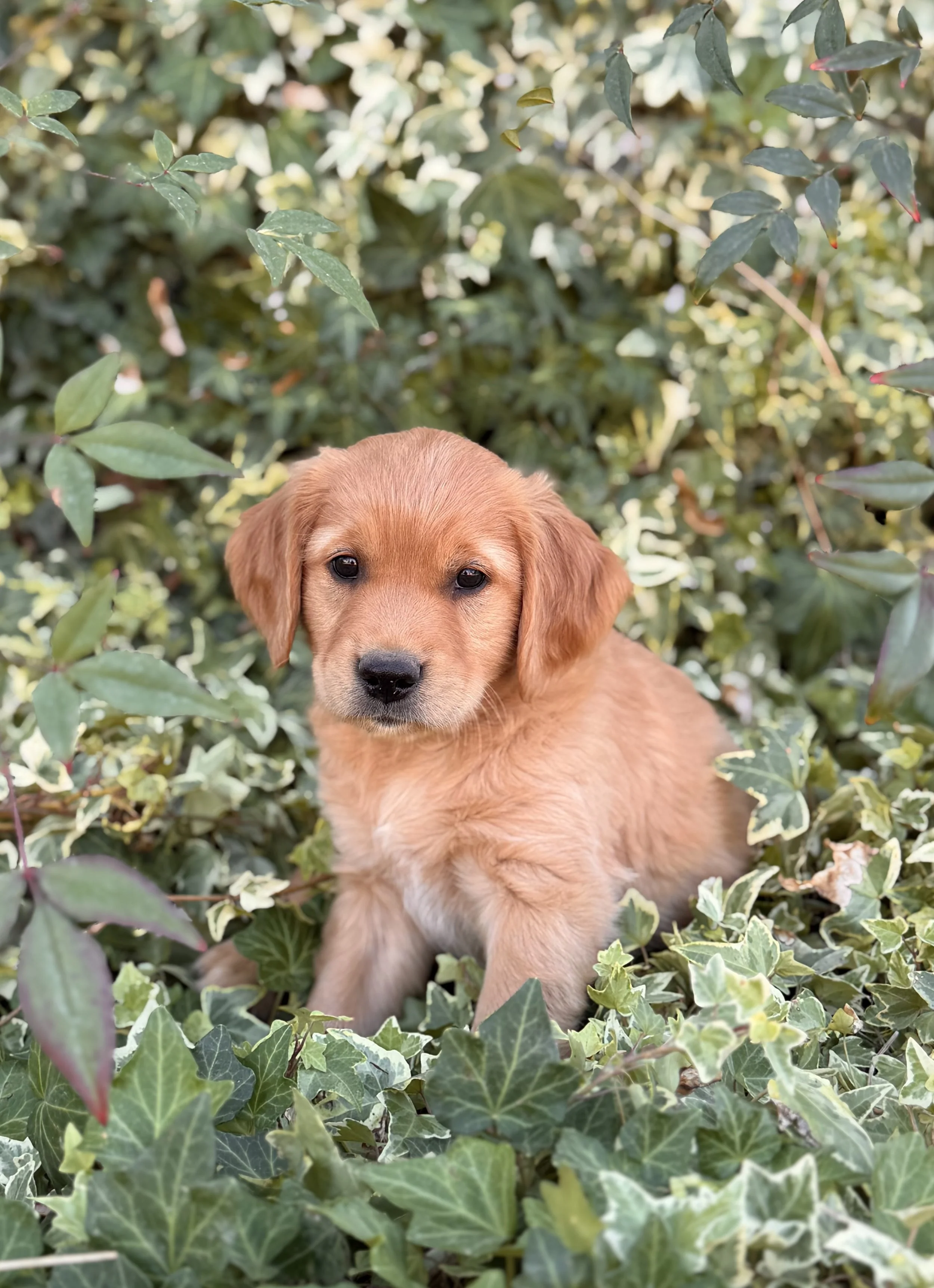 Charlie | Gray - Male