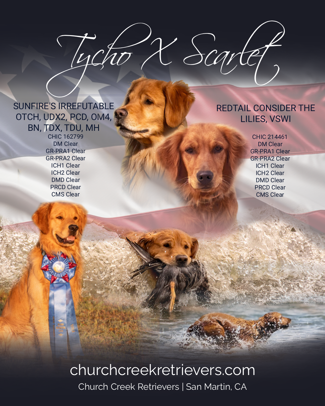 Two images of Golden Retrievers in patriotic settings, with one swimming in water and the other wearing a blue ribbon, and a background combining the American flag and a cryptic text overlay promoting a dog breeding website, churchcreekretrievers.com, located in San Martin, CA.