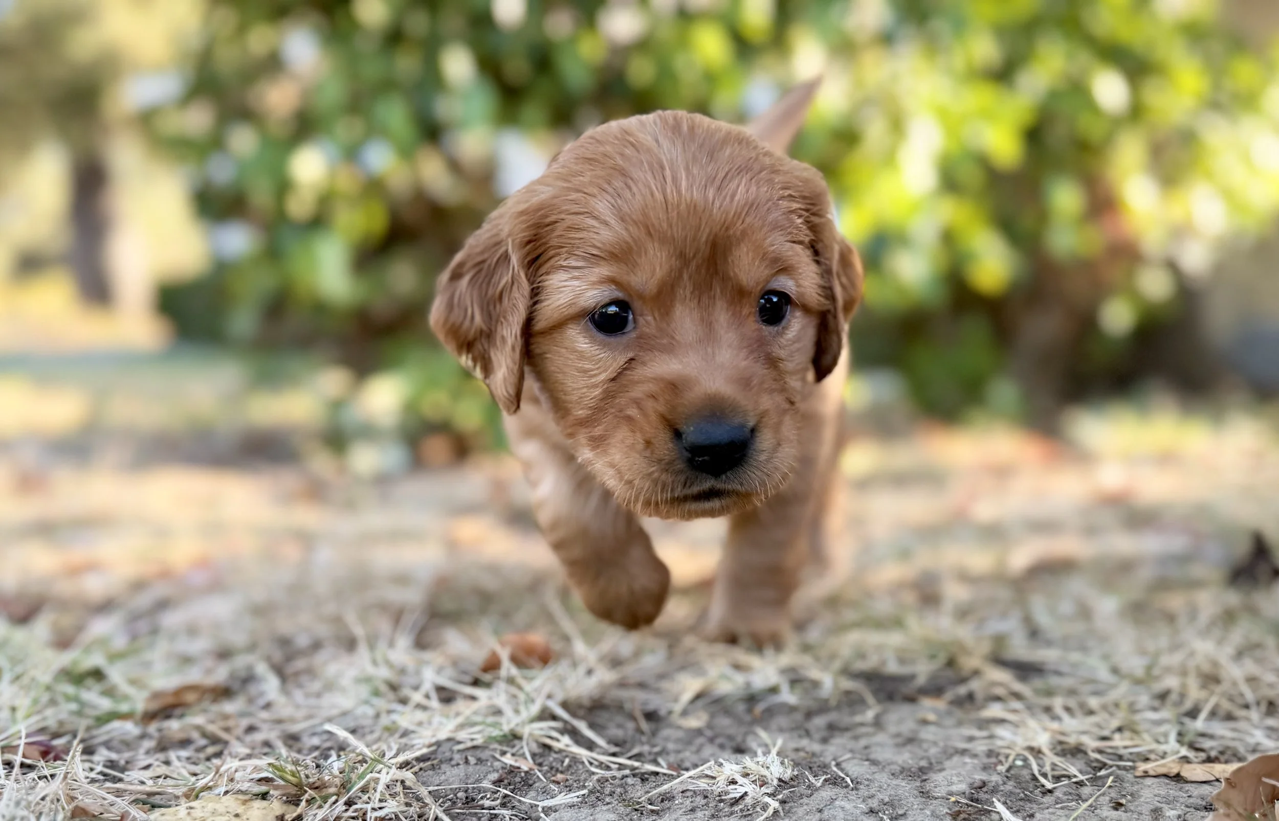 Betsy always comes running for her photoshoot